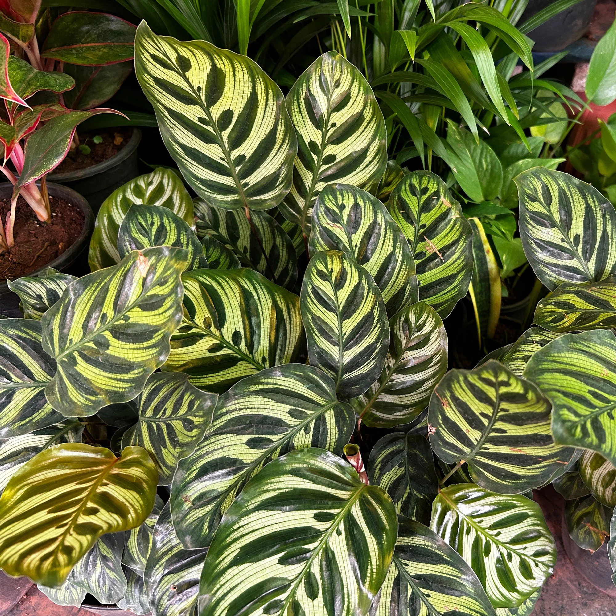 Pauwenplant 'Makoyana' - Image 2