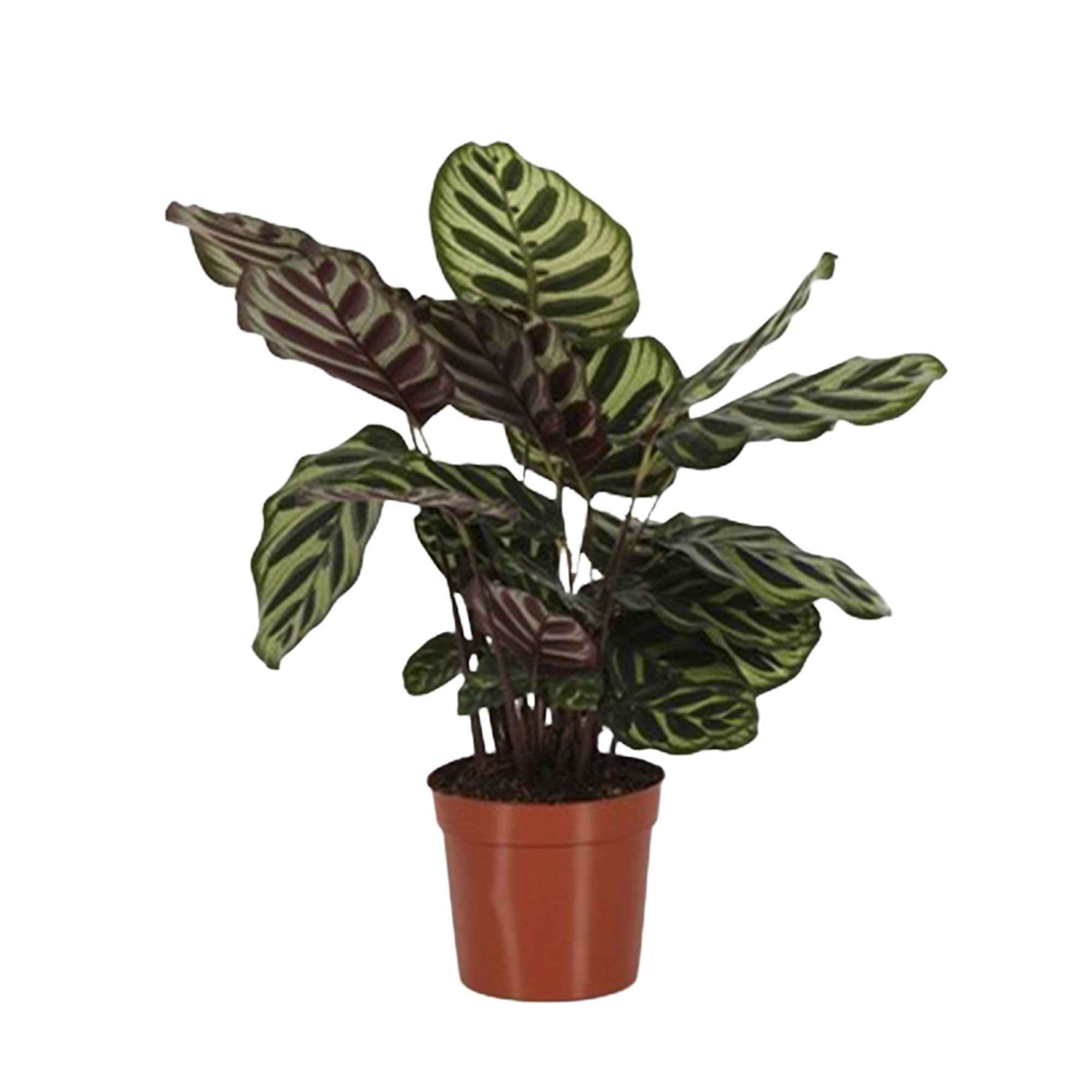 Pauwenplant 'Makoyana' - Image 3