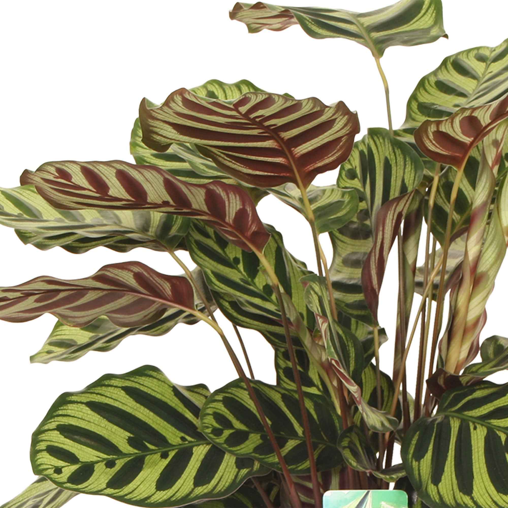 Pauwenplant 'Makoyana' - Image 4