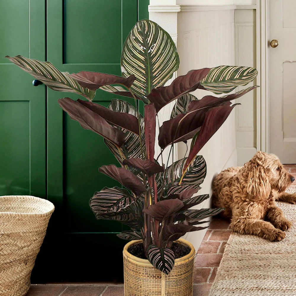 Pauwenplant 'Ornata' - Image 3