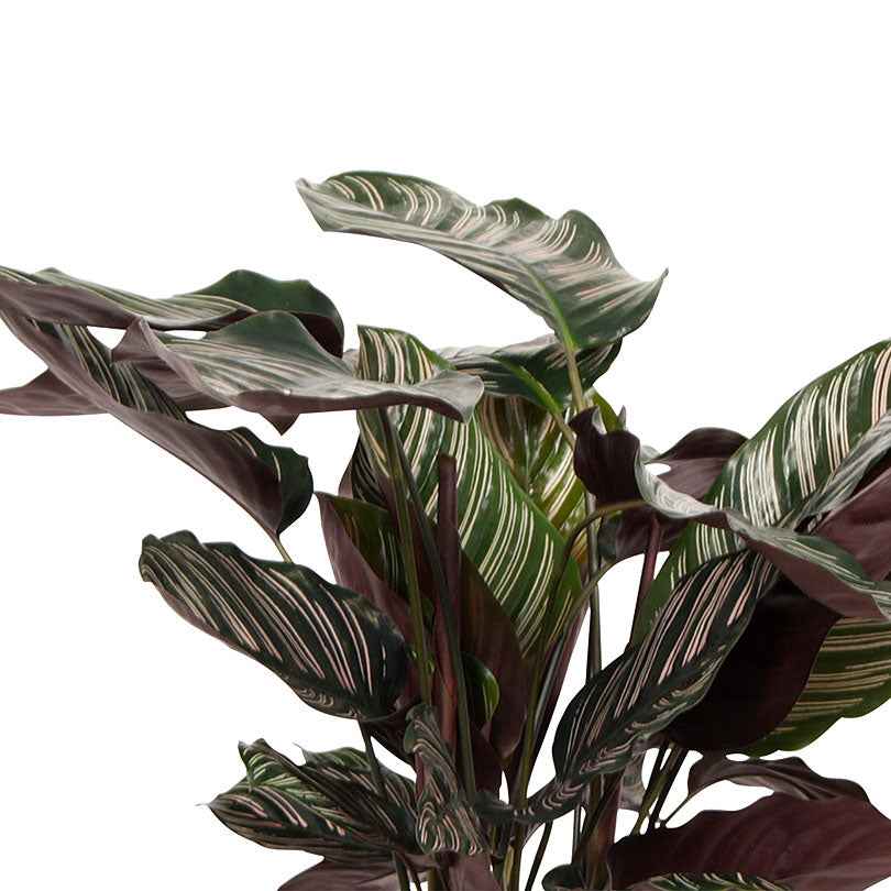 Pauwenplant 'Ornata' - Image 4