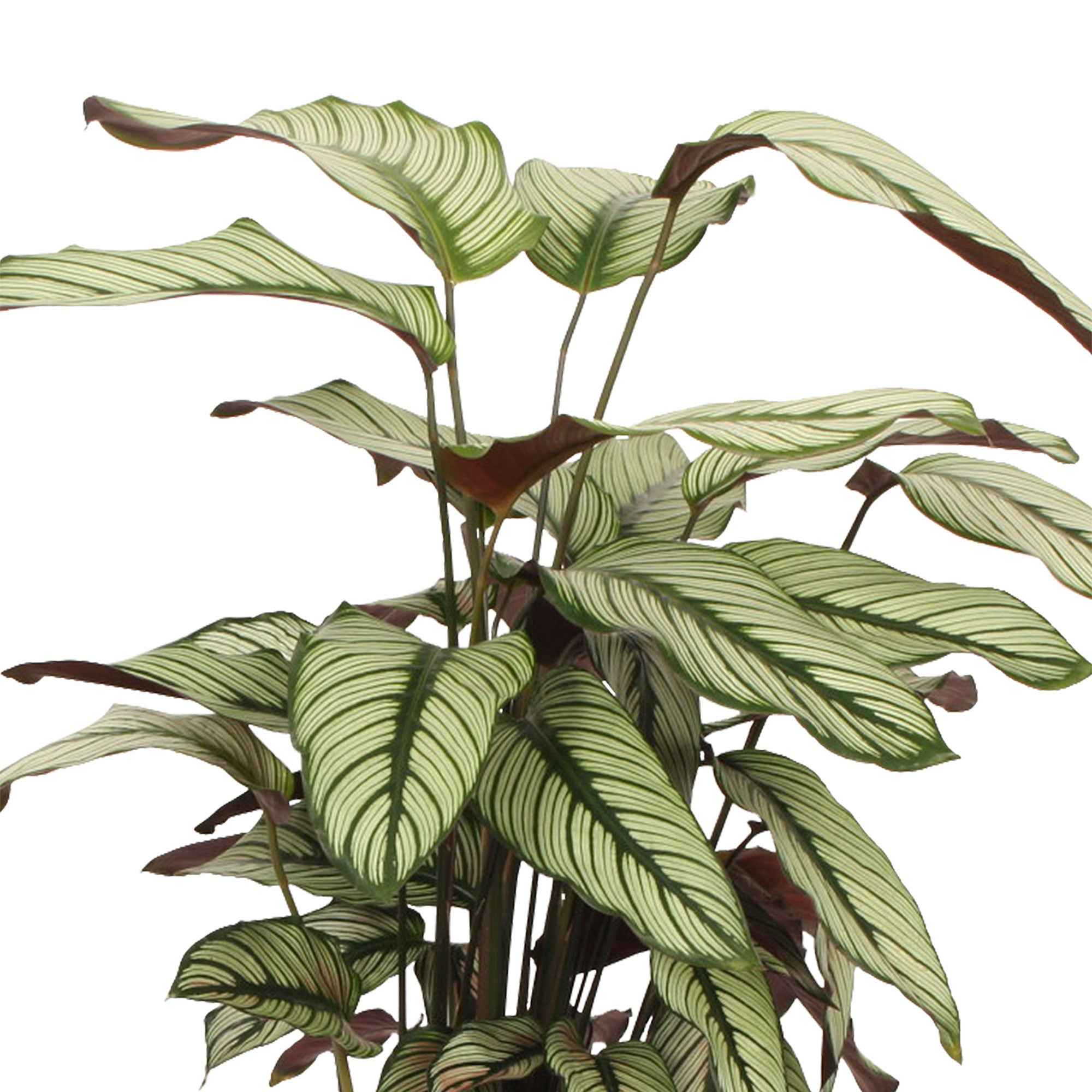 Pauwenplant 'White Star' - Image 3