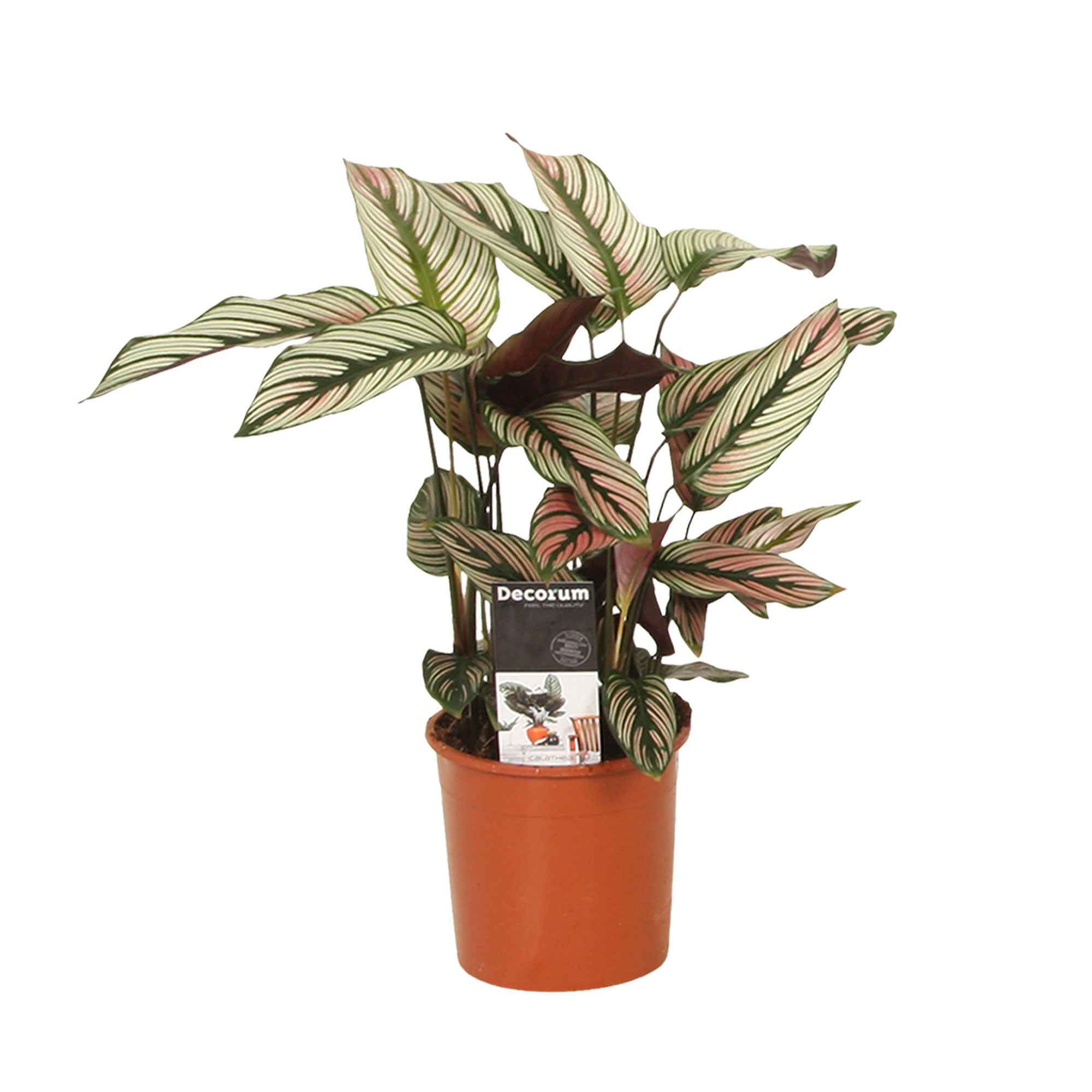 Pauwenplant 'White Star' - Image 4