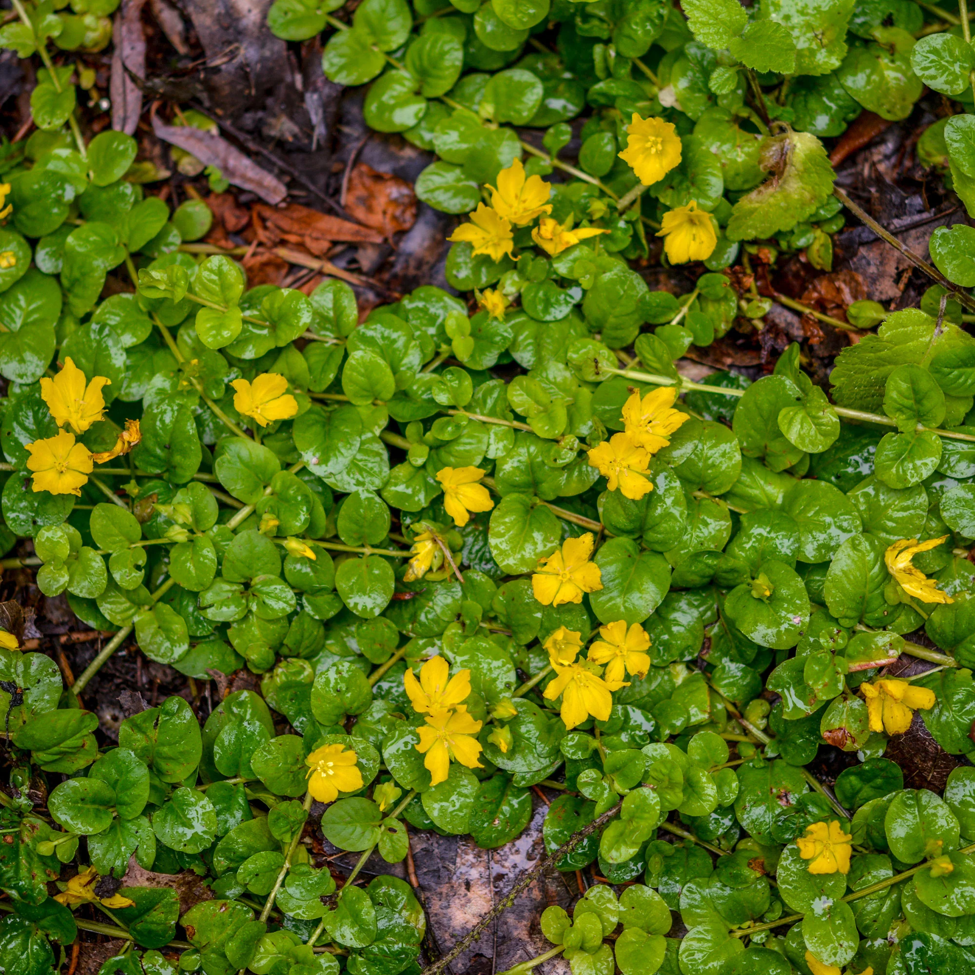 Penningkruid - Image 2