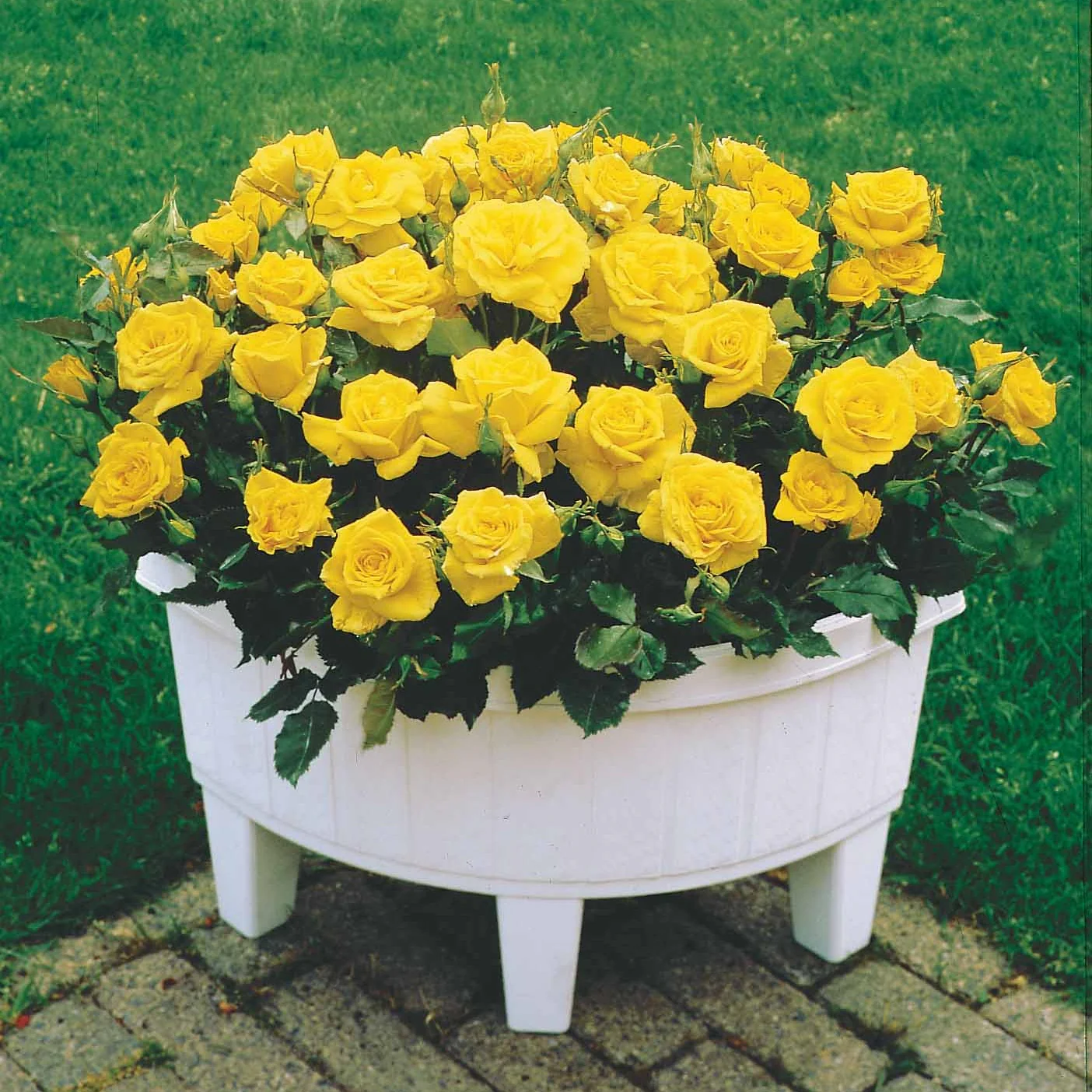Miniatuur 1