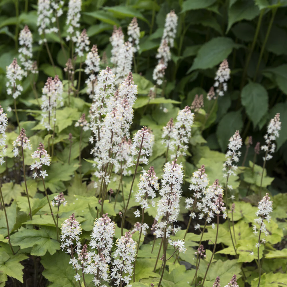 Perzische muts Wherryi - Image 3