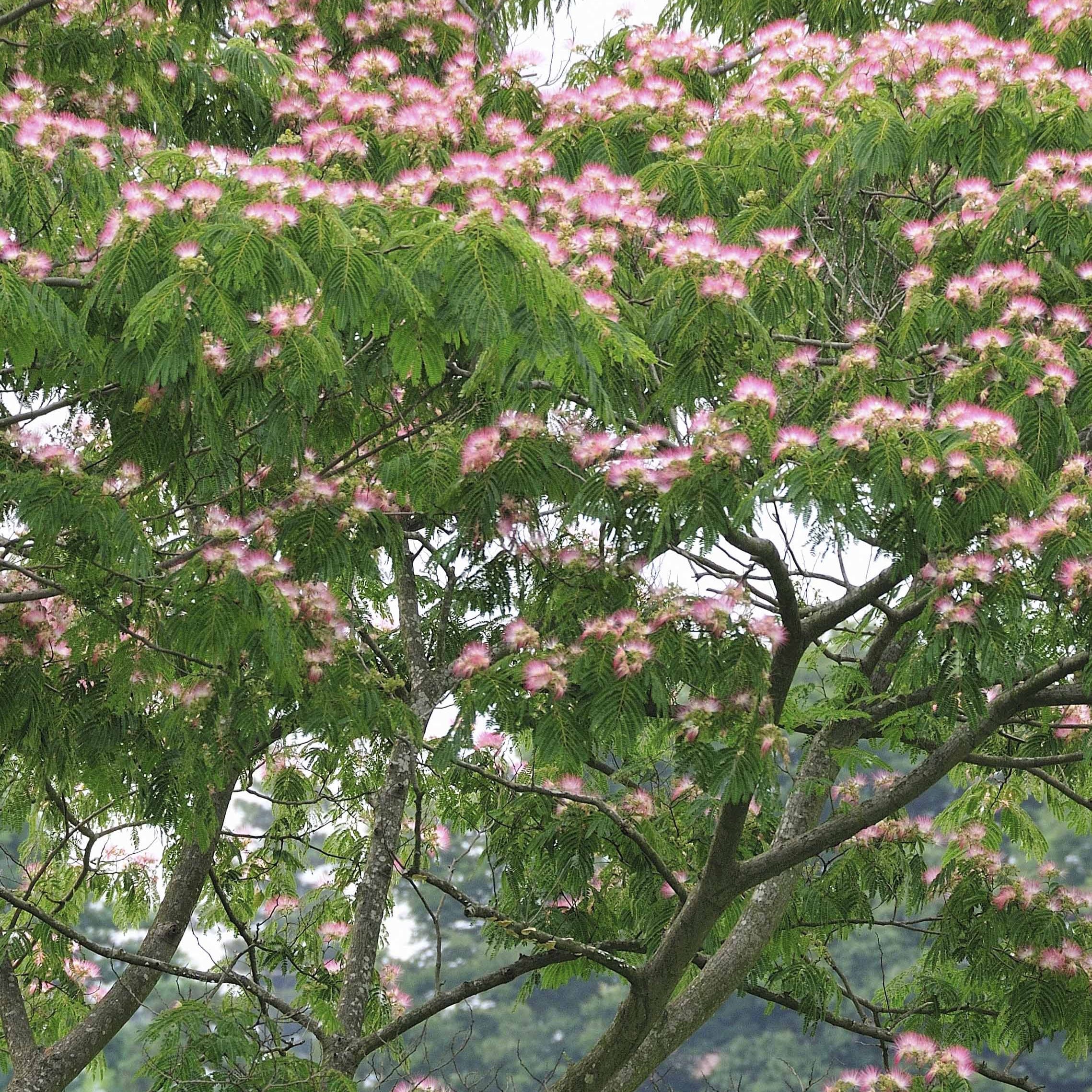 Perzische slaapboom 'Rosea' - Image 5