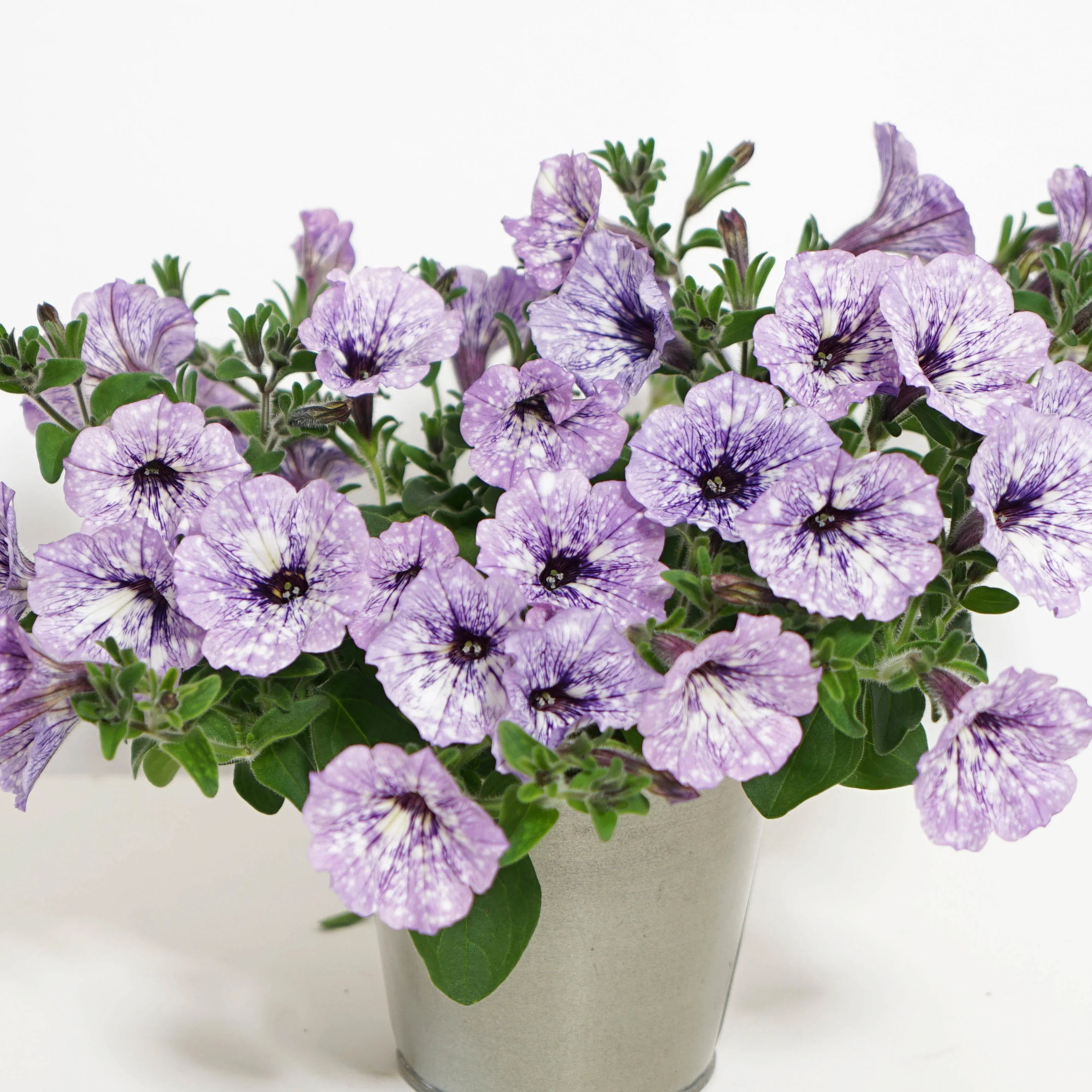 Petunia 'Lavender Sky' (x3)