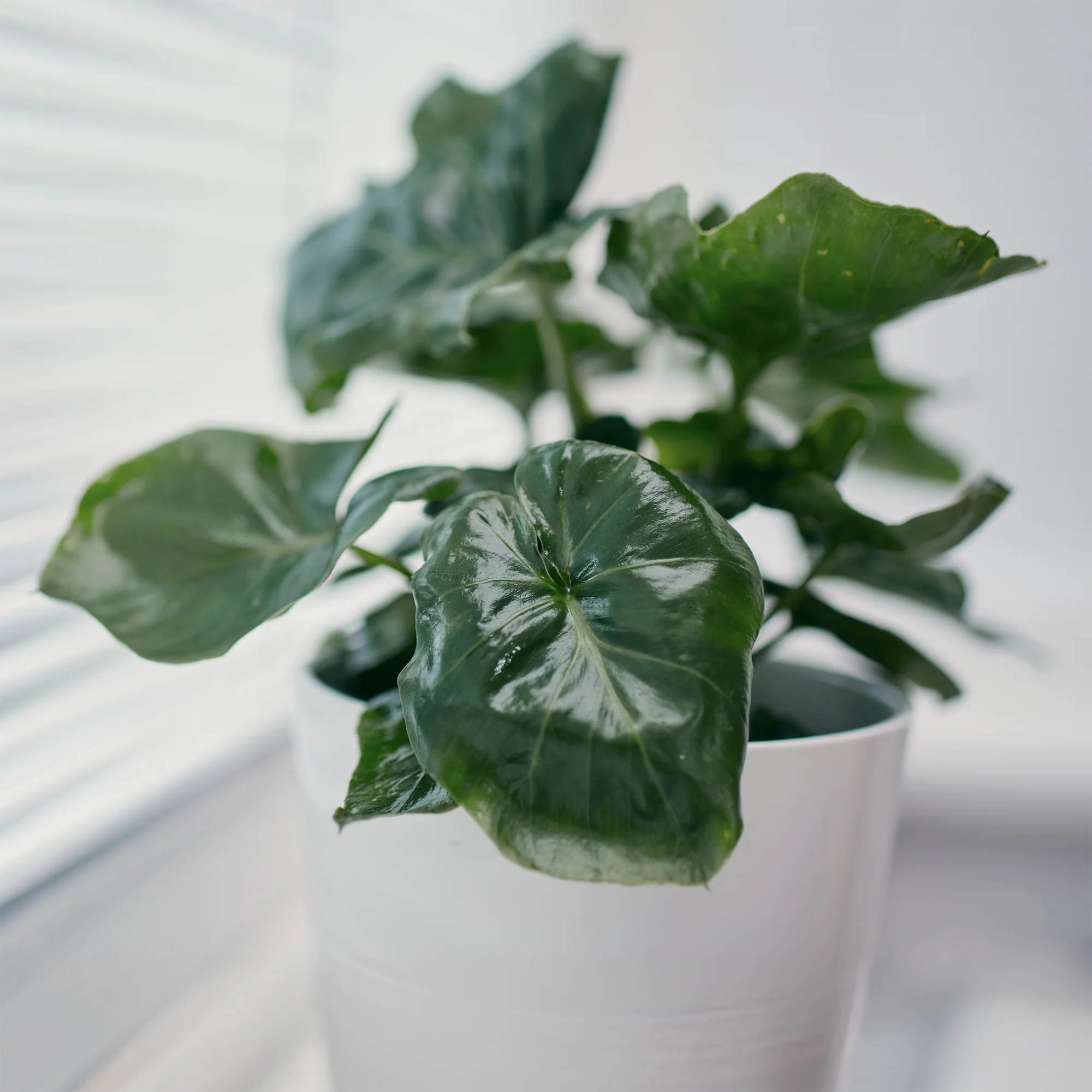 Philodendron Monstera Atom