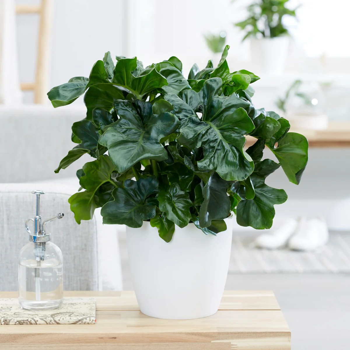 Philodendron Monstera Atom - Image 2