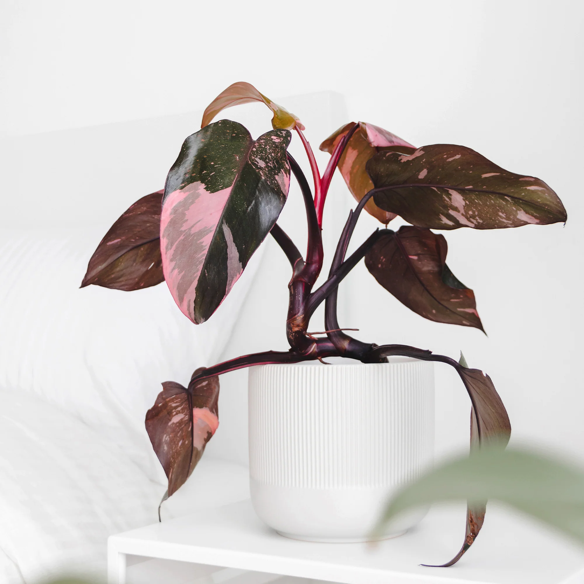 Miniatuur 2
