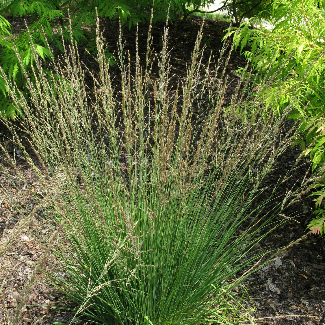 Miniatuur 1