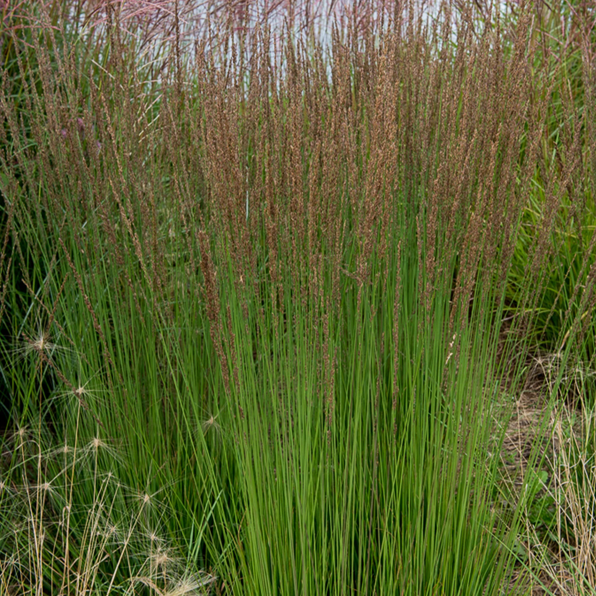 Miniatuur 2