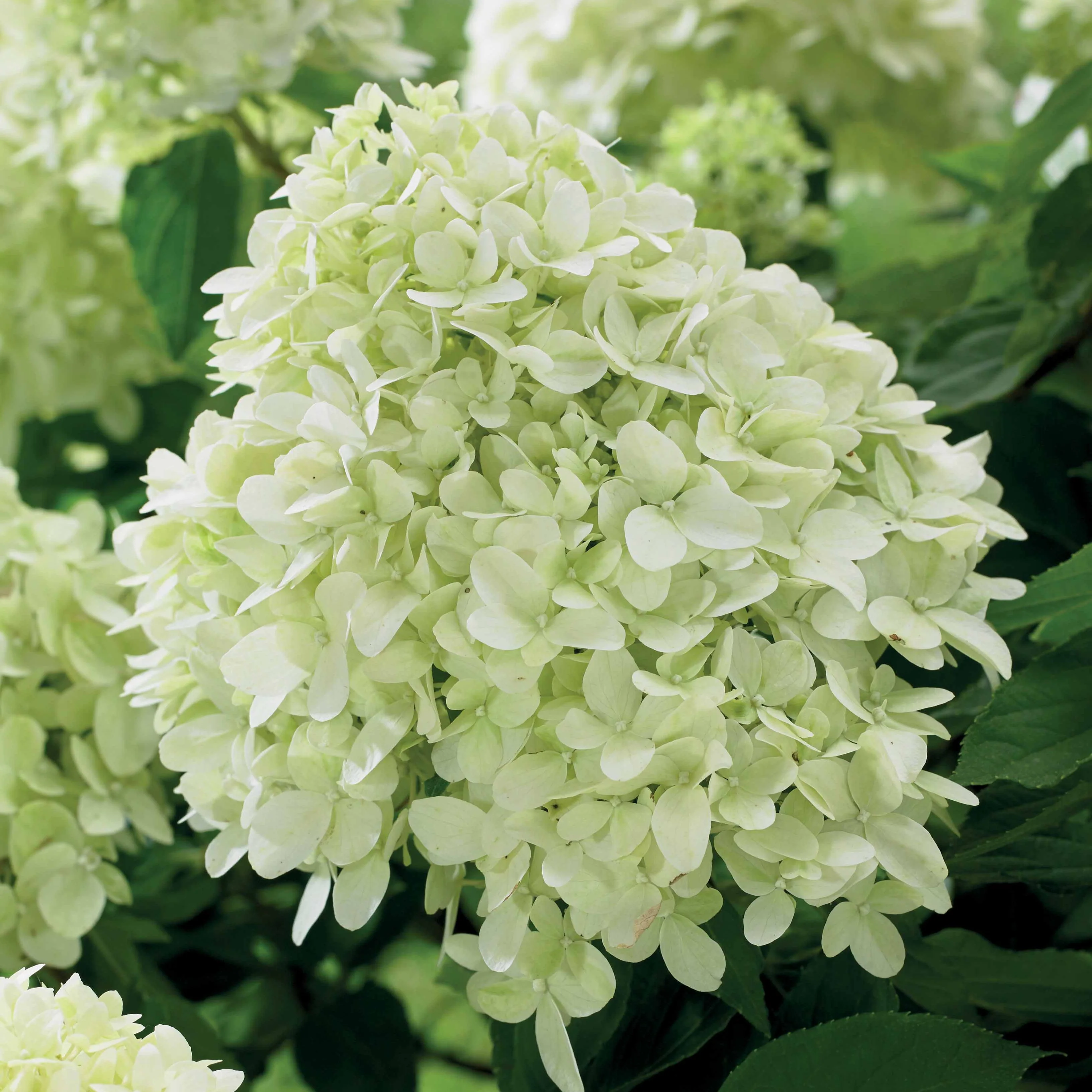 Pluimhortensia 'Little Spooky'