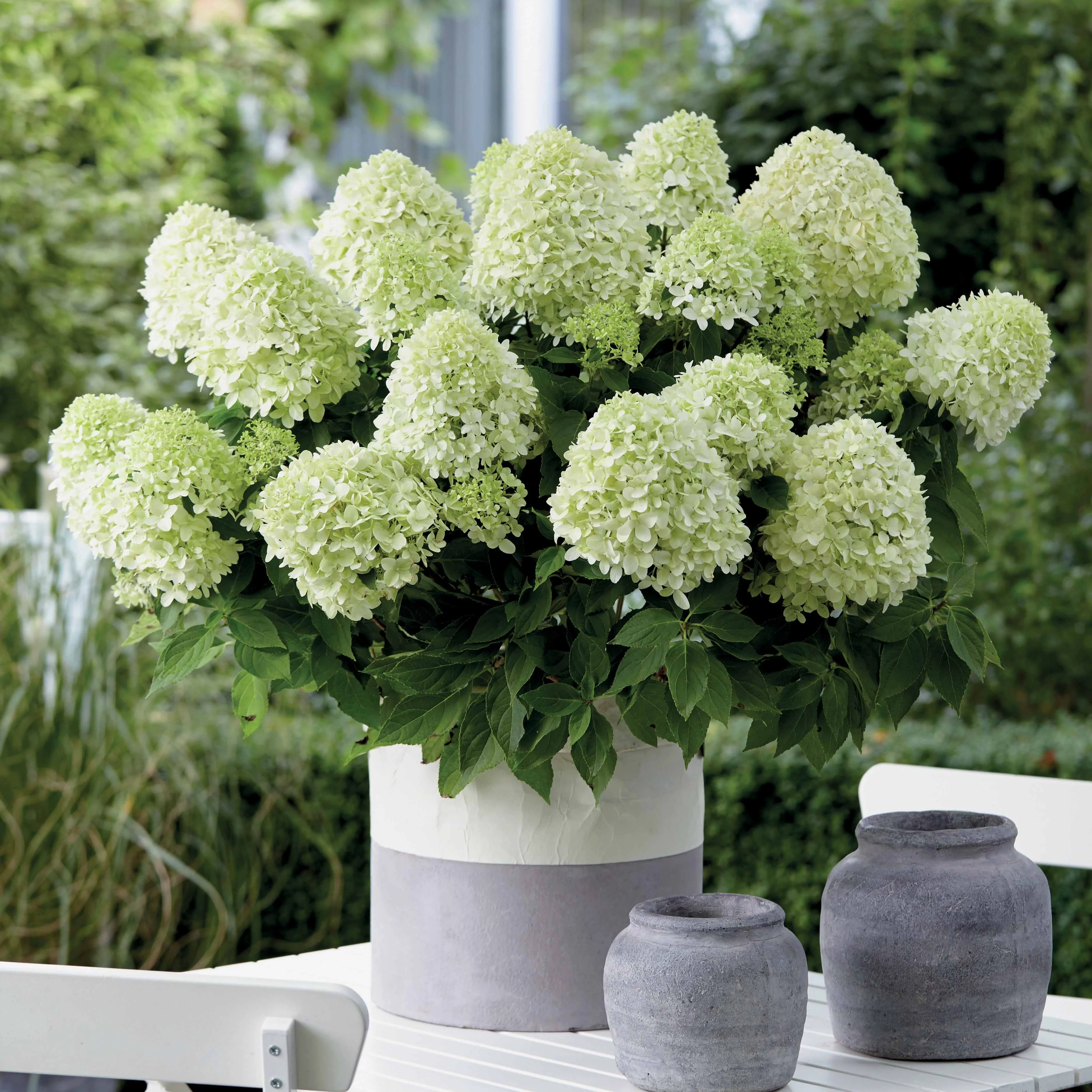 Pluimhortensia 'Little Spooky' - Image 2