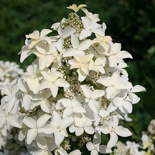 Pluimhortensia Magical® 'Starlight'
