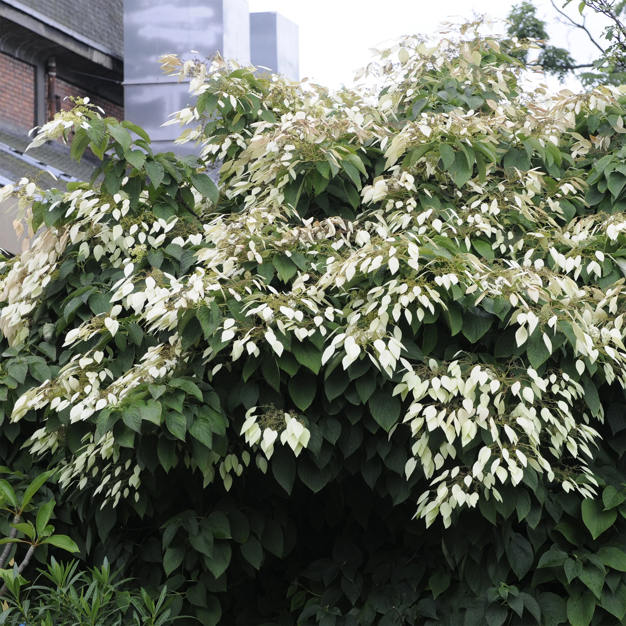 Pluimklimhortensia