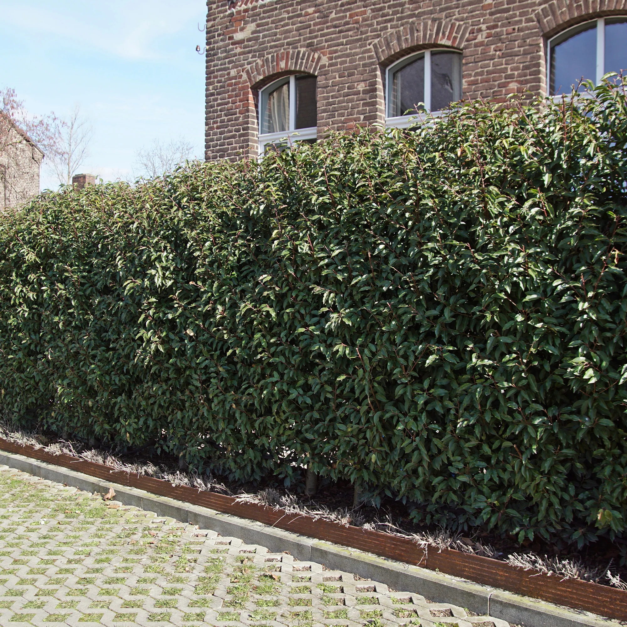 Portugese laurier 'Angustifolia' (x3)
