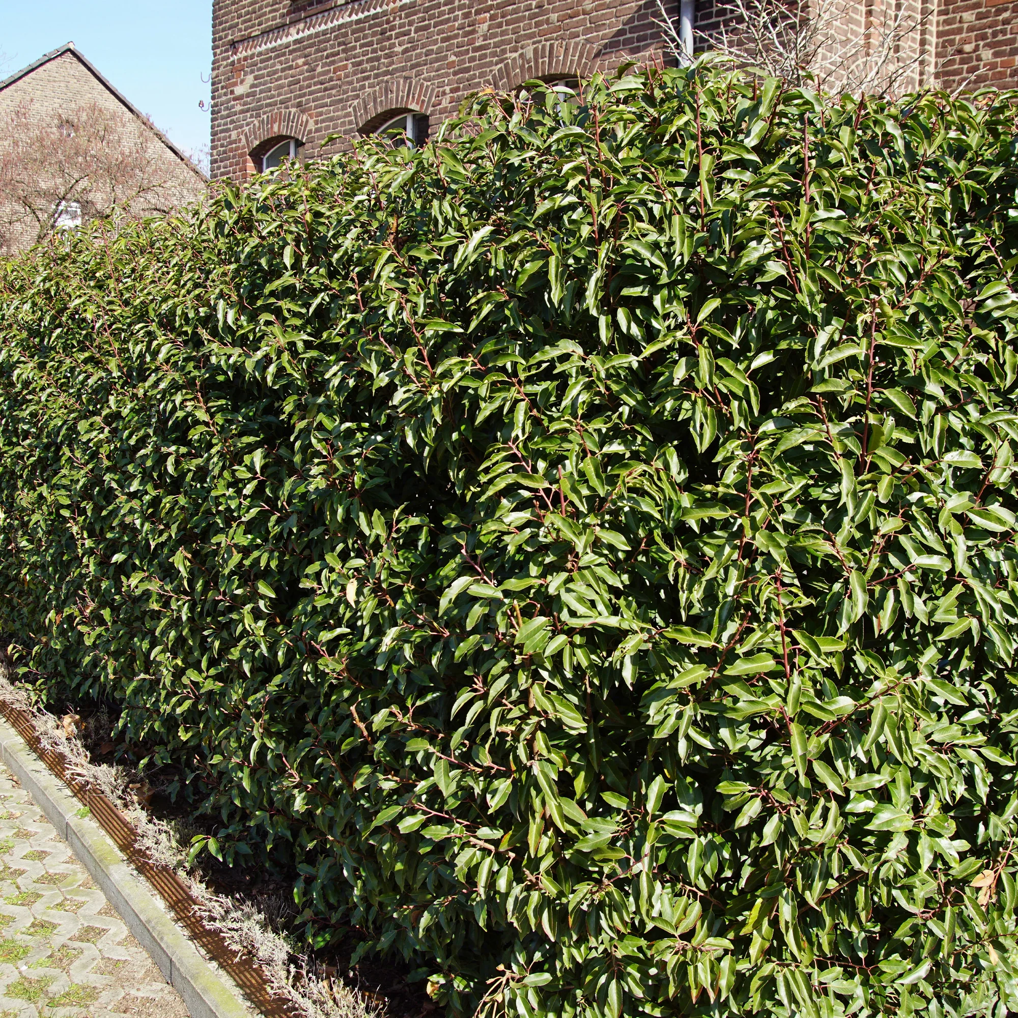 Portugese laurier 'Angustifolia' (x3) - Image 2