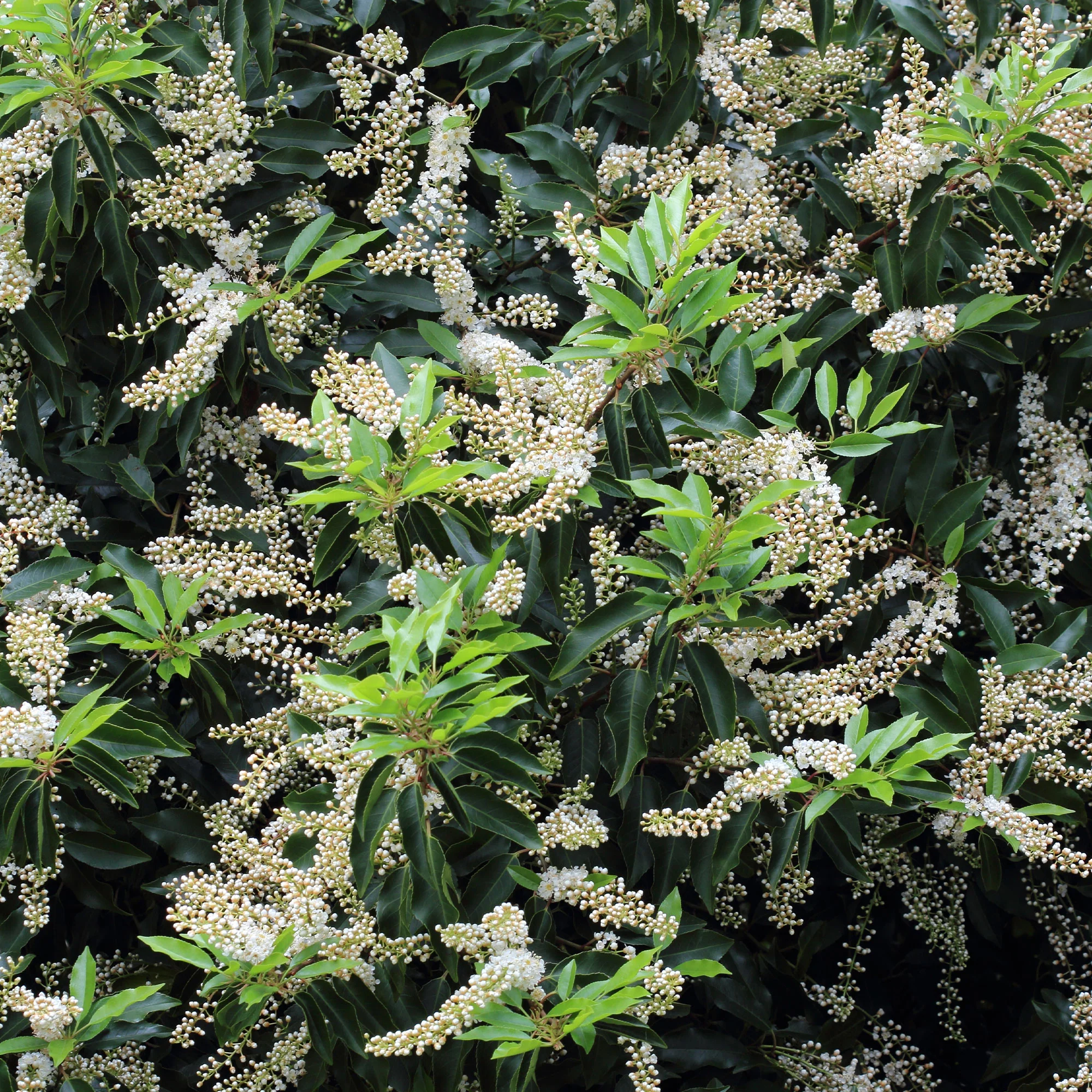 Portugese laurier 'Angustifolia' (x3) - Image 3