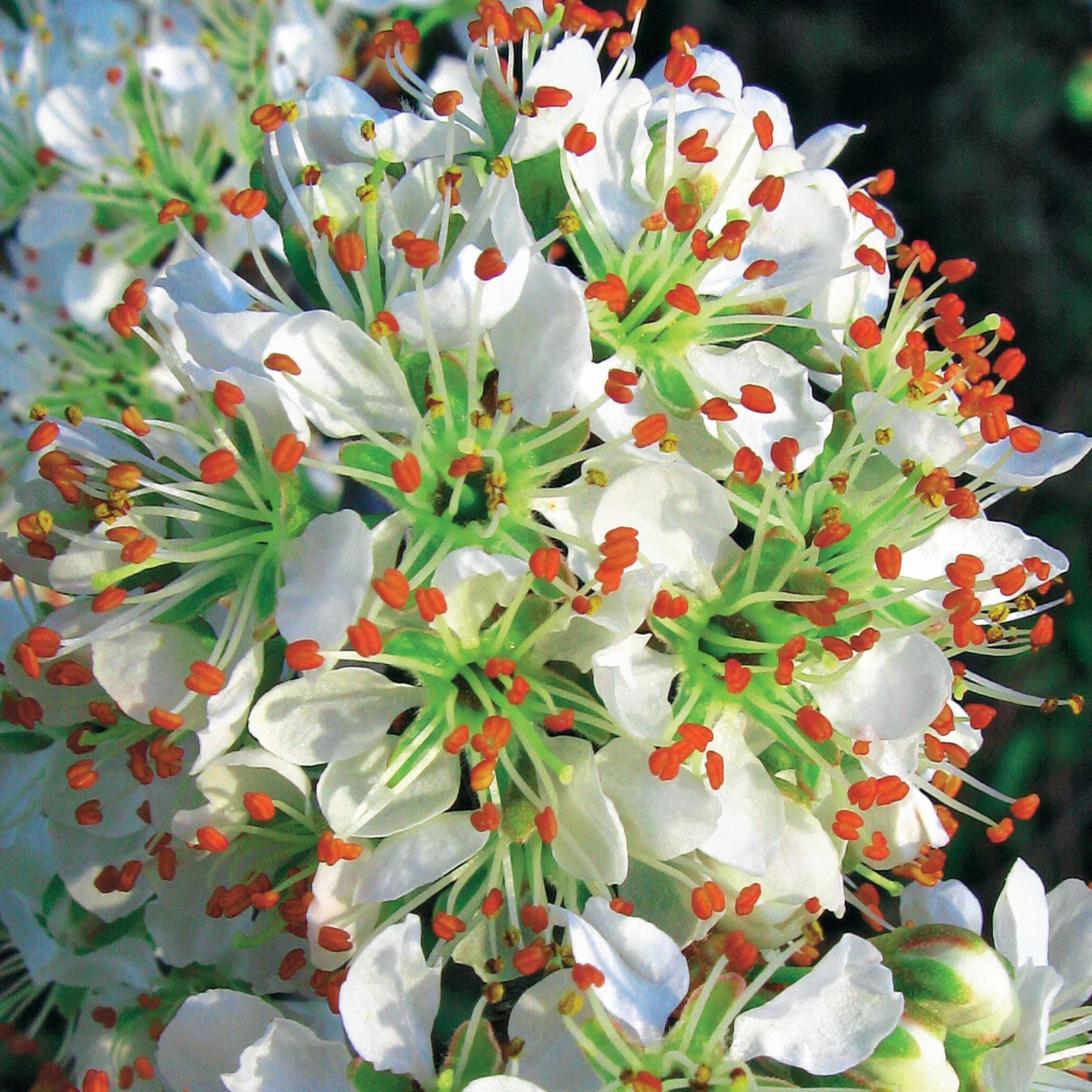 Portugese laurier 'Angustifolia' (x3) - Image 4