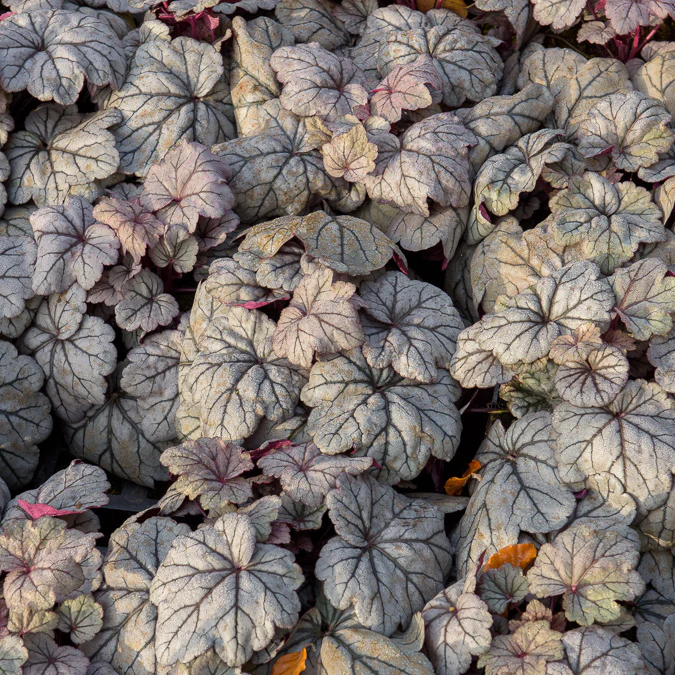 Purperklokje Sugar Plum