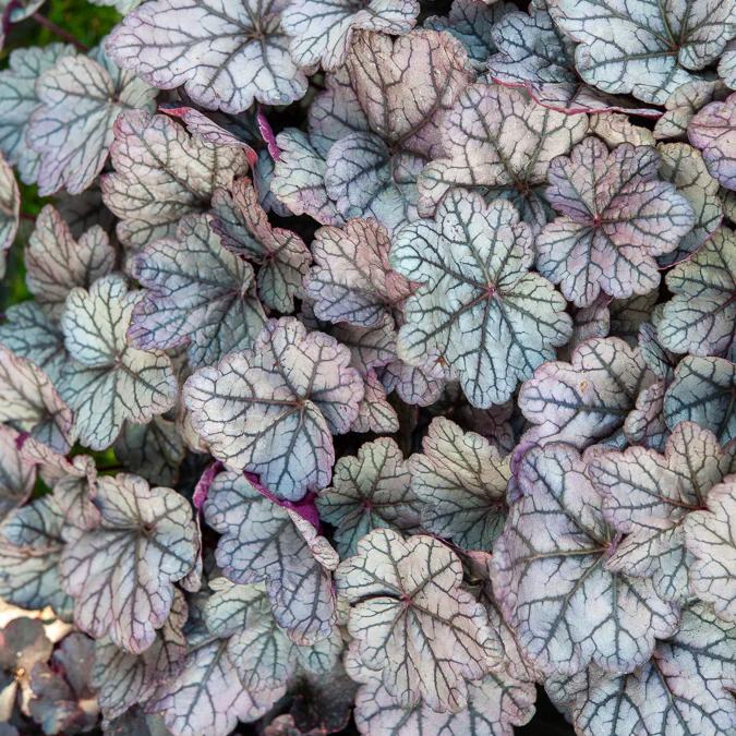 Purperklokje Sugar Plum - Image 2
