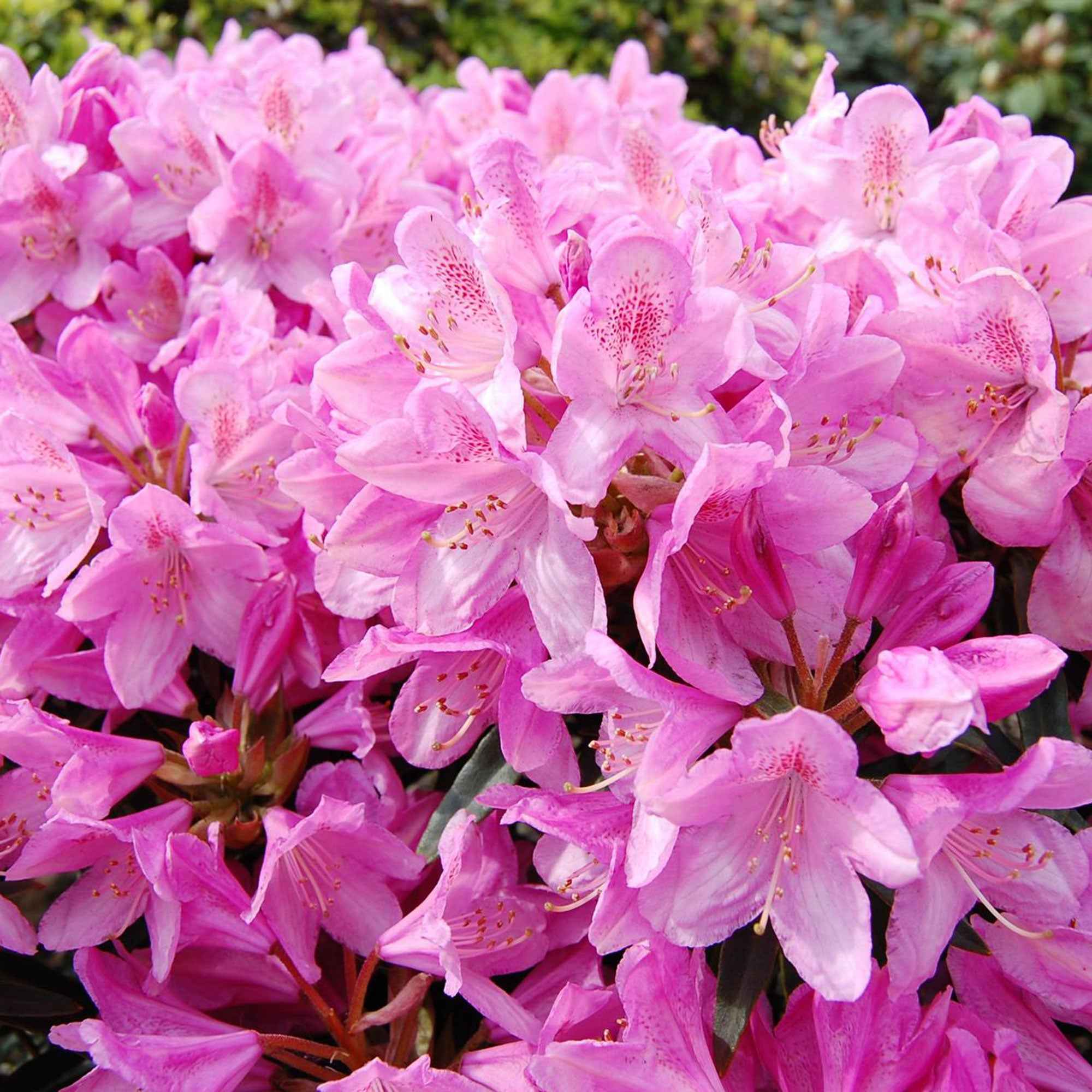 Rhododendron 'Roseum Elegans'