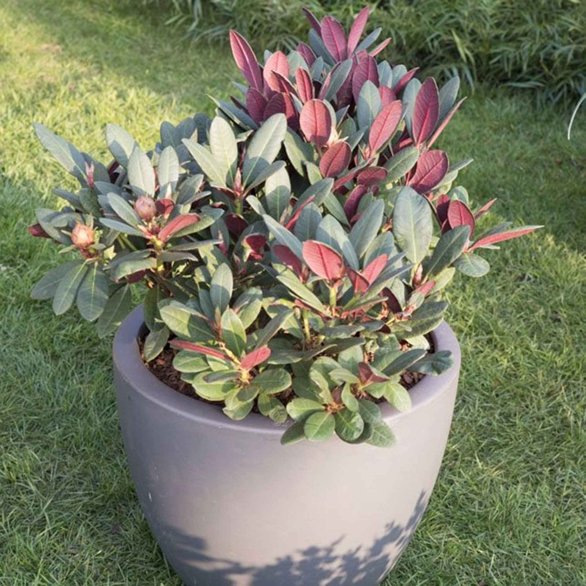 Rhododendron 'Wine & Roses' - Image 2