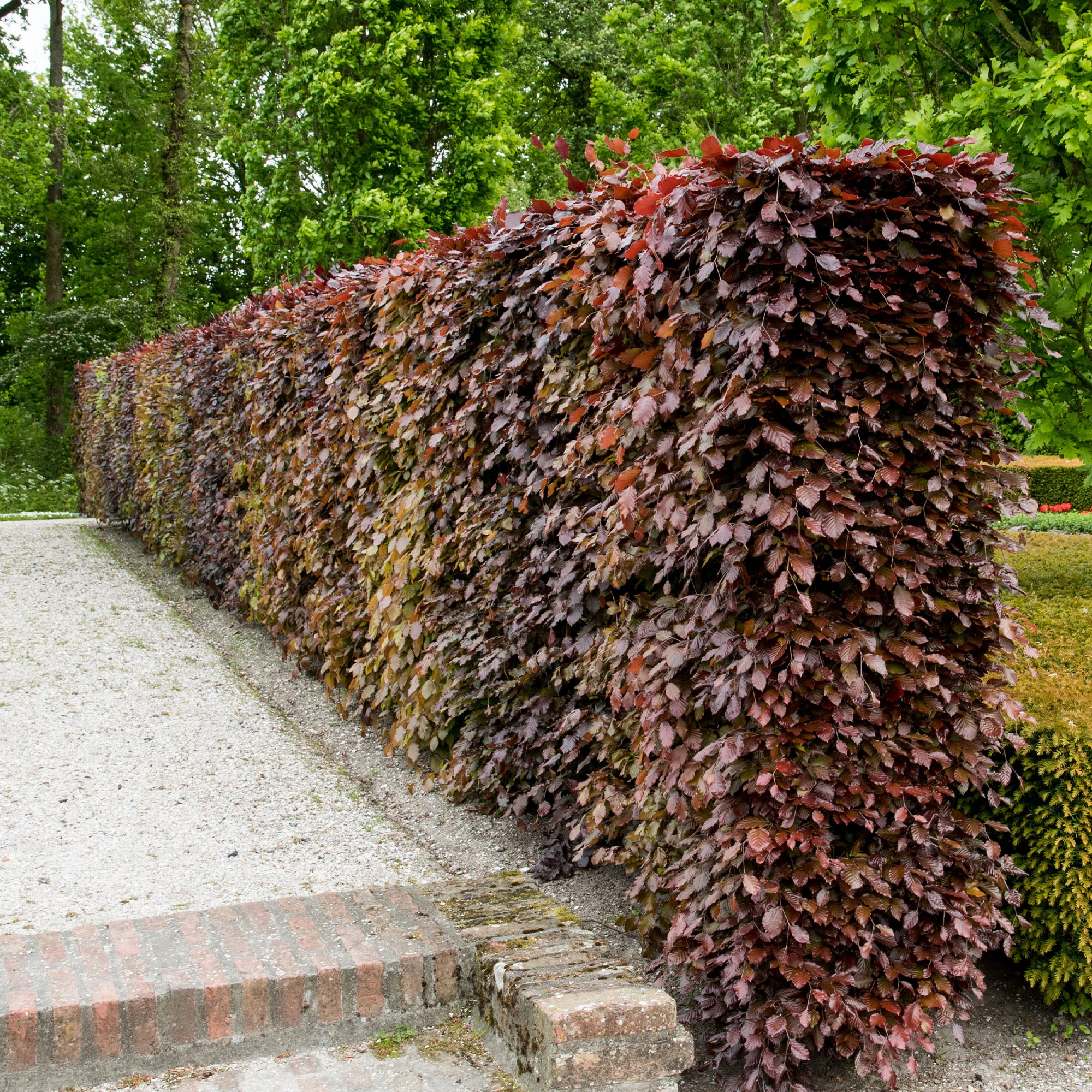 Rode beuk - Image 3