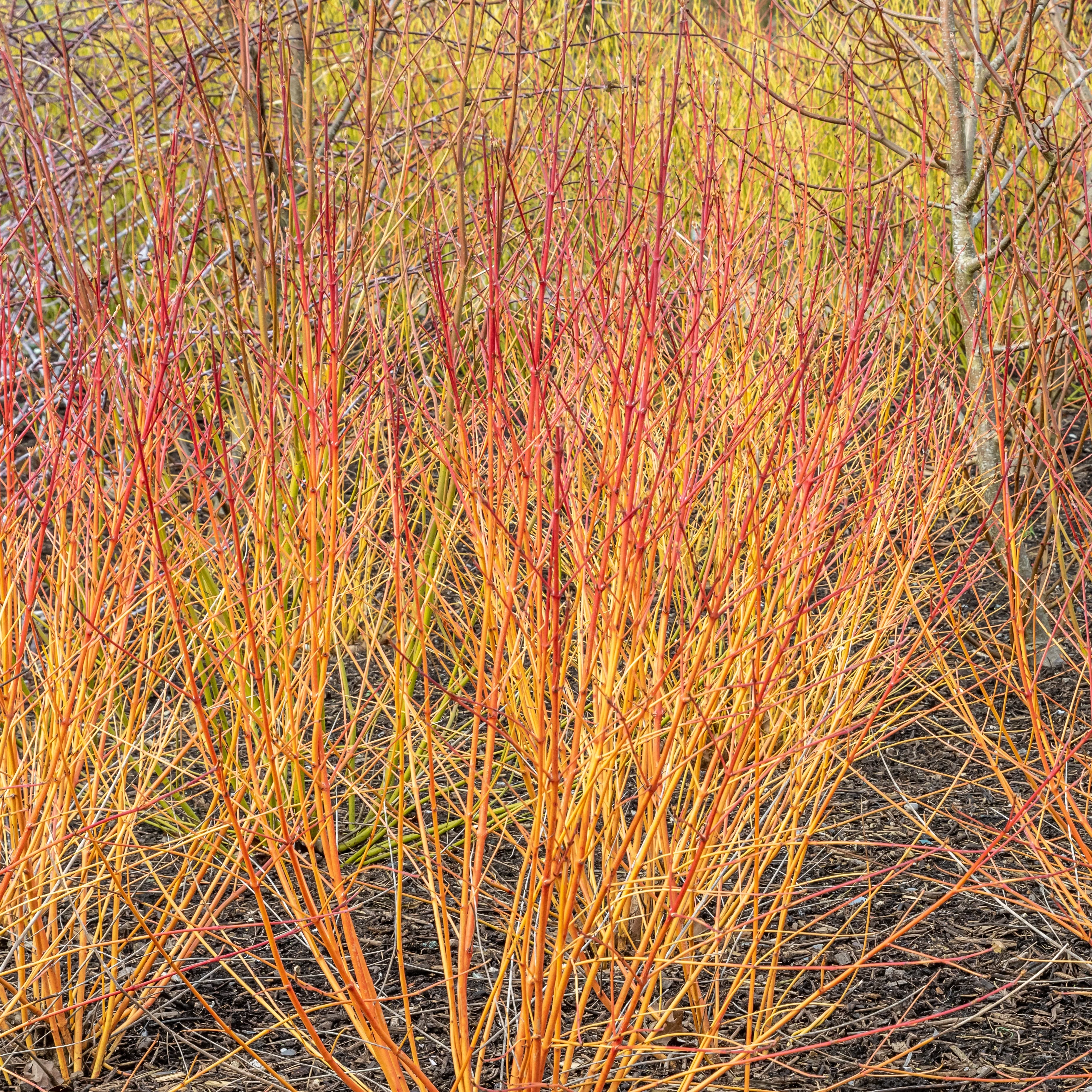 Rode kornoelje 'Winter Flame' - Image 2