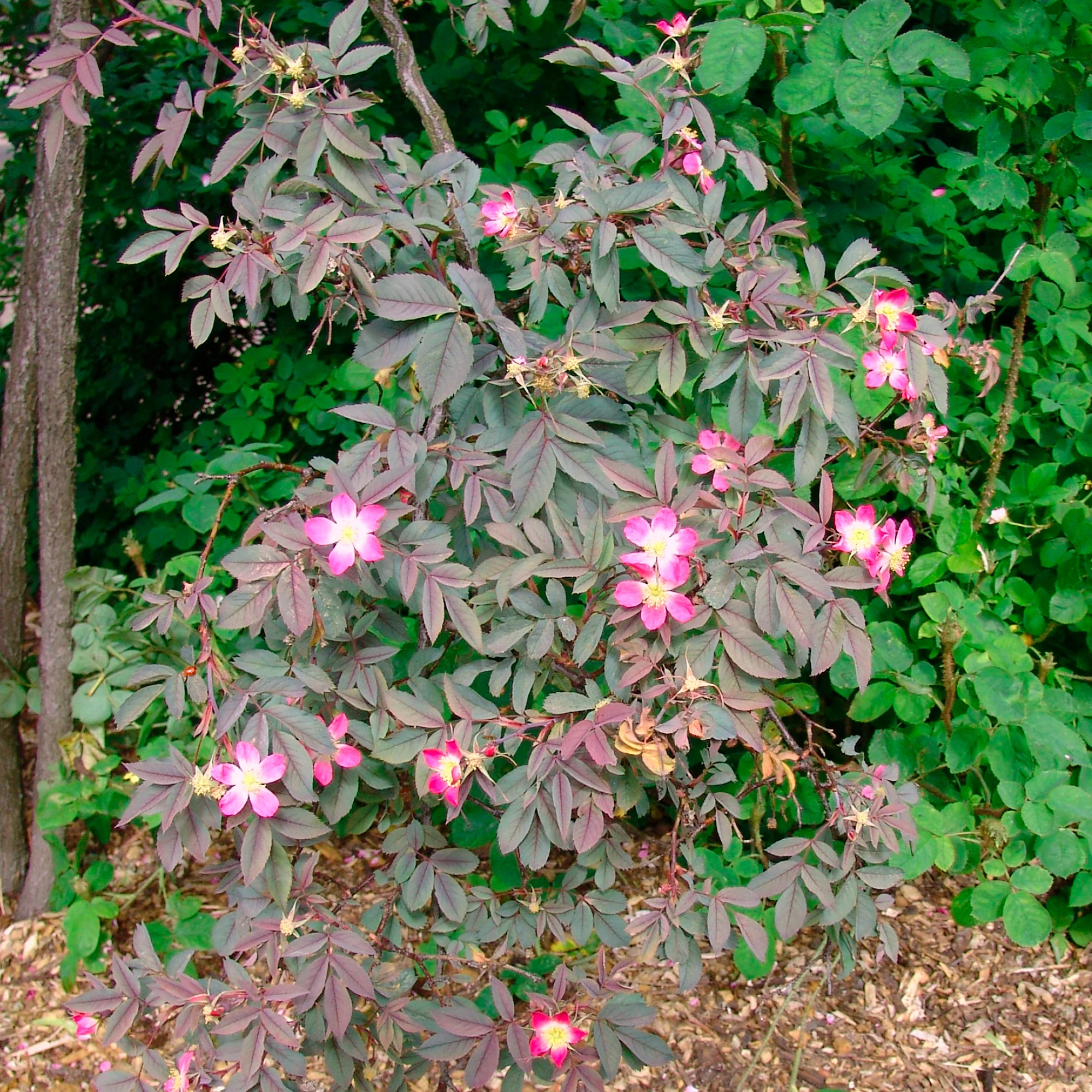 Roos 'Glauca' - Image 3