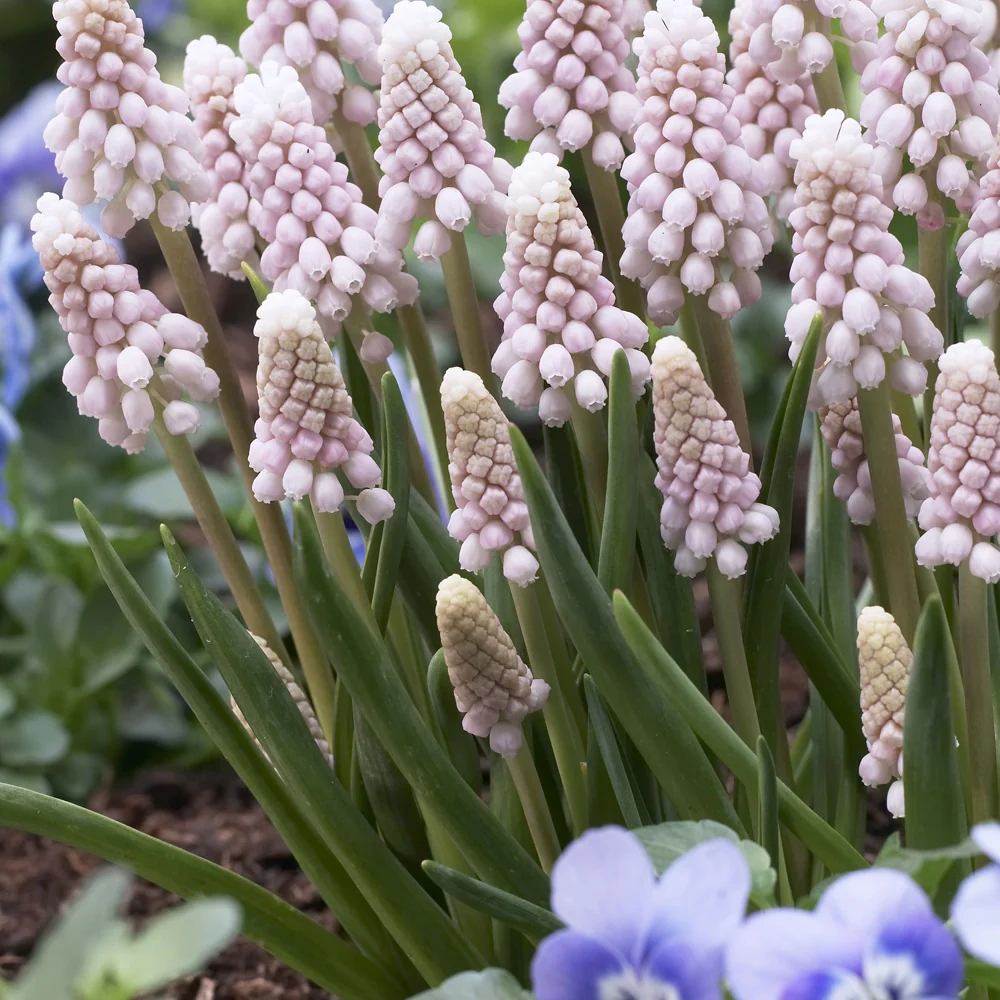 Roze Muscari Pink Sunrise