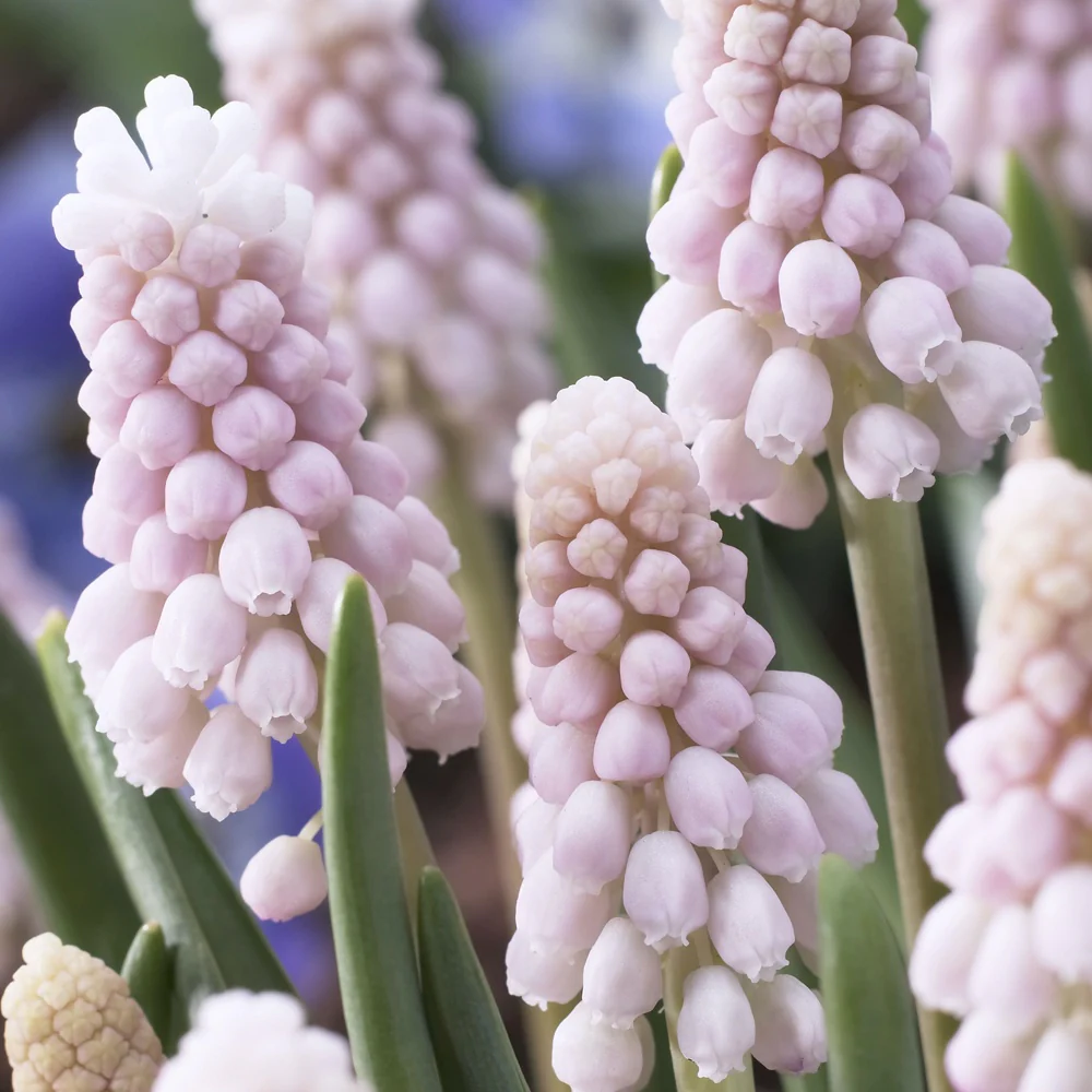 Roze Muscari Pink Sunrise - Image 2