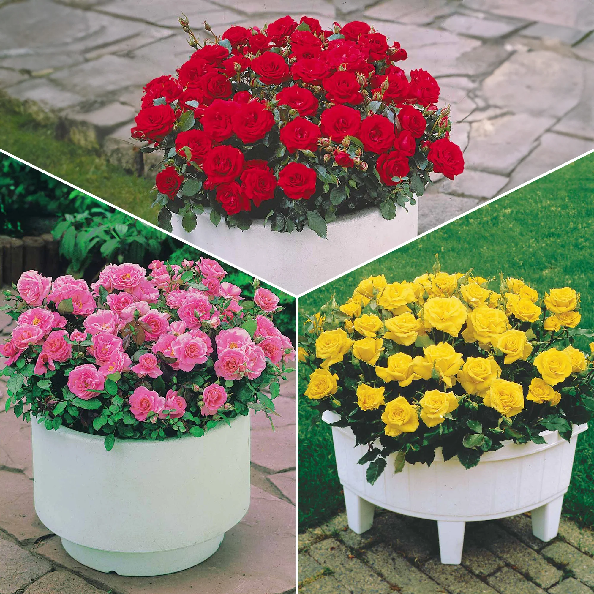 Miniatuur 1