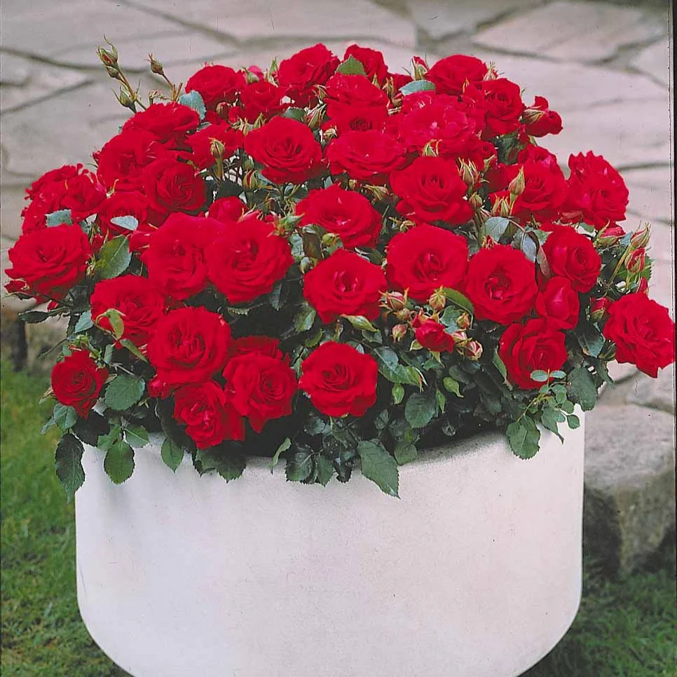 Miniatuur 2