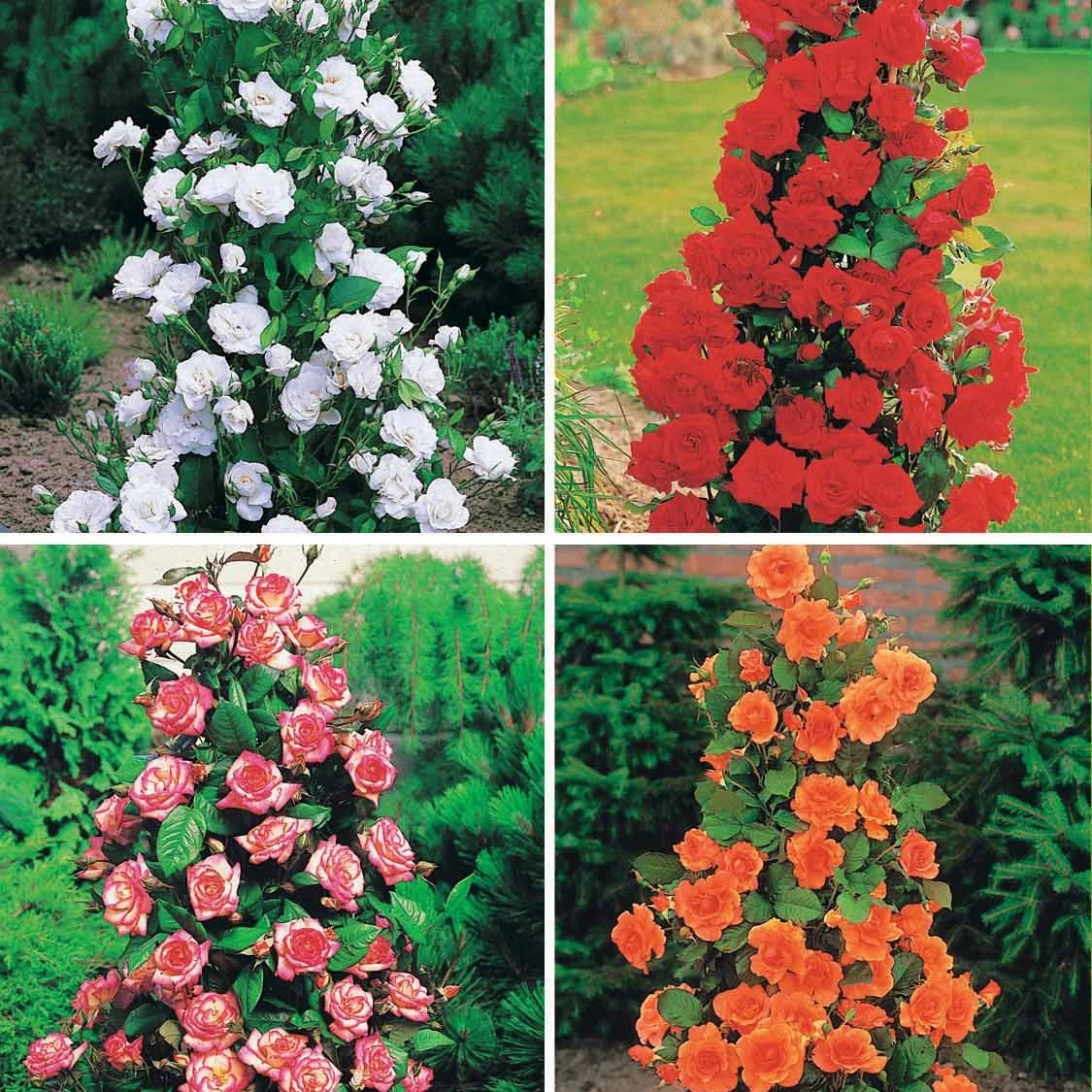 Rozenmix 'Shalom' + 'Korbin' + 'Westerland' + 'Land' (x4)