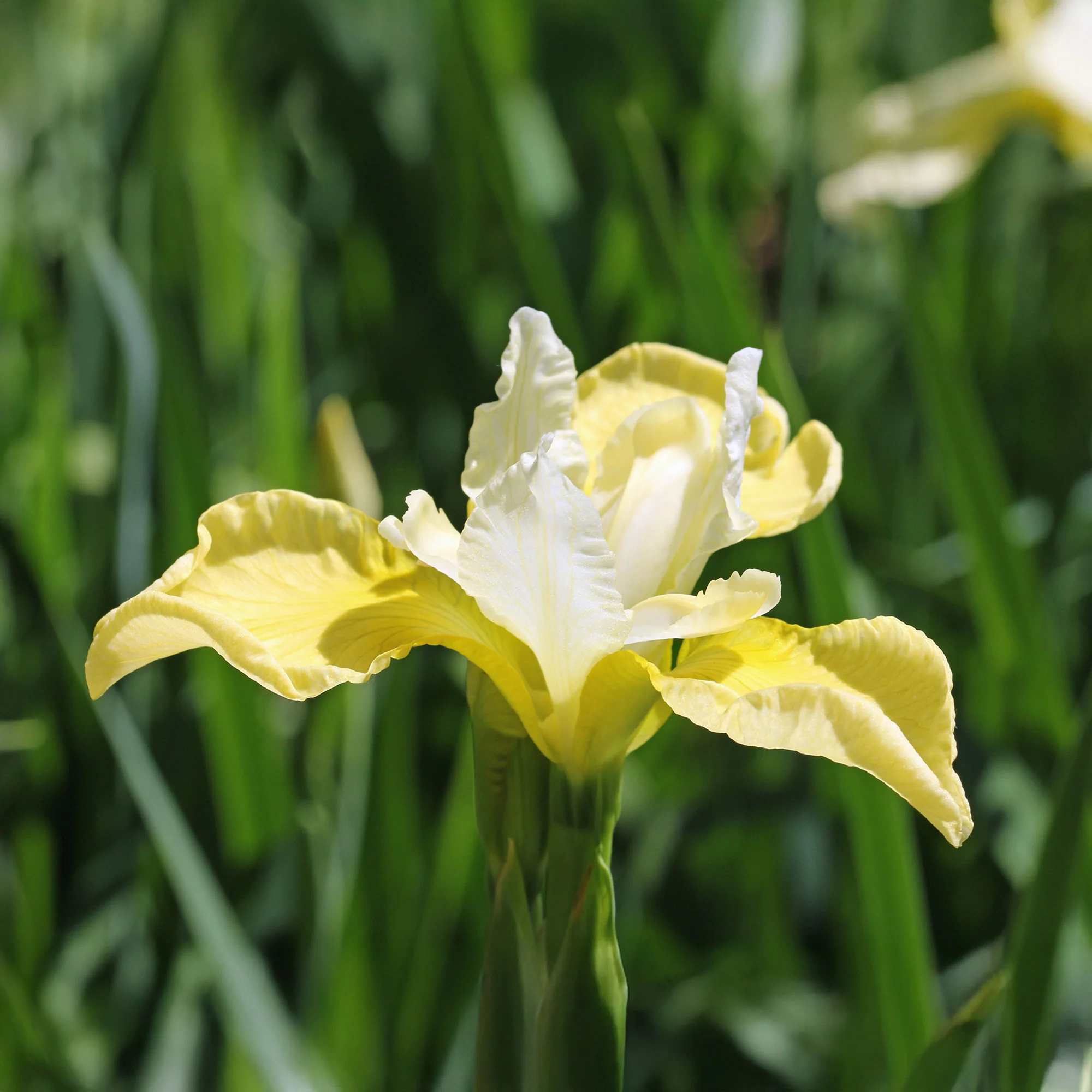 Siberische iris 'Butter and Sugar' - Image 3