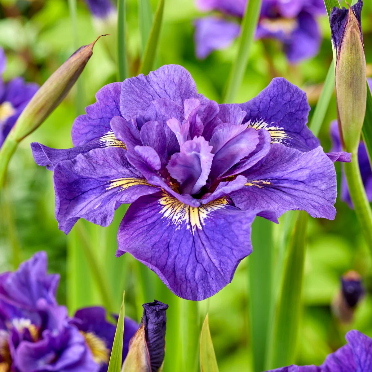 Siberische iris Double Standard