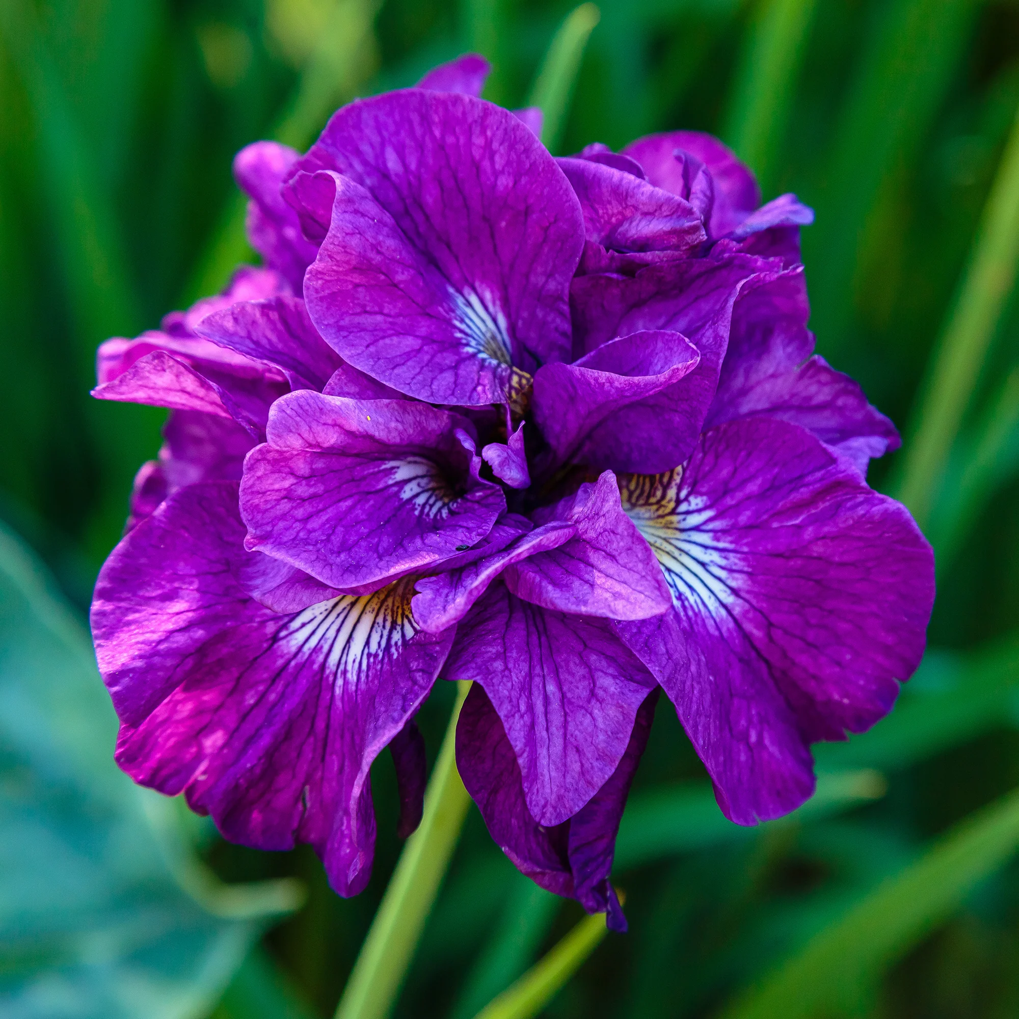 Siberische iris Double Standard - Image 2