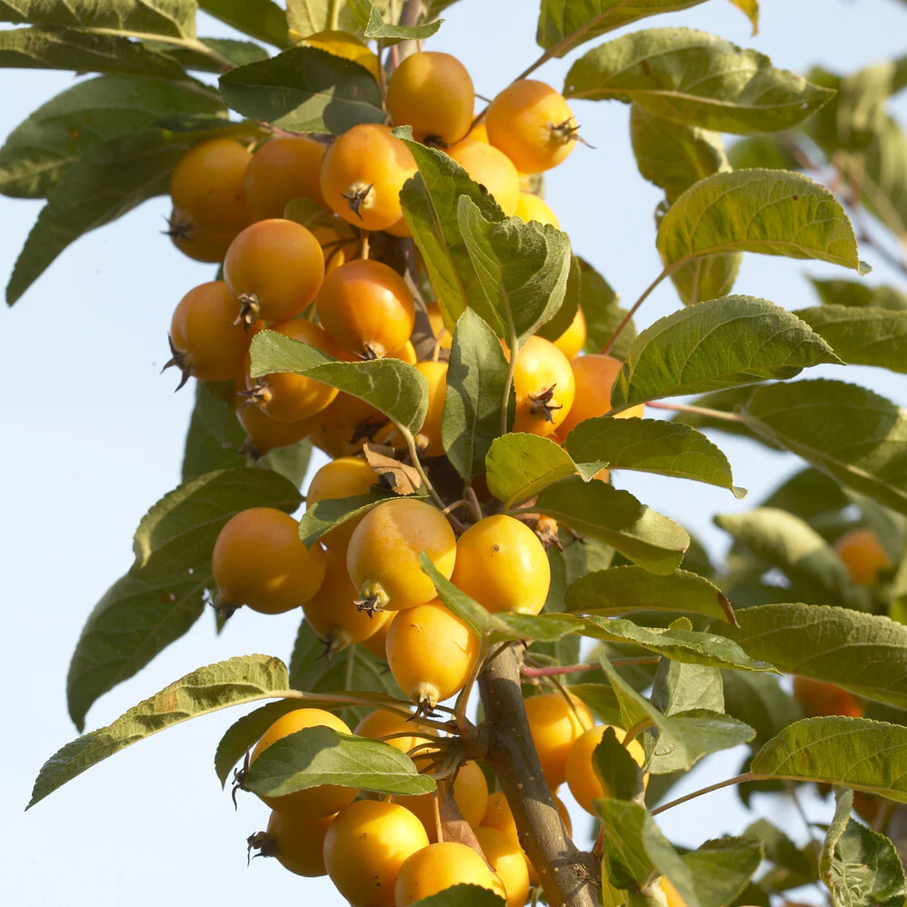 Sierappel 'Golden Hornet'