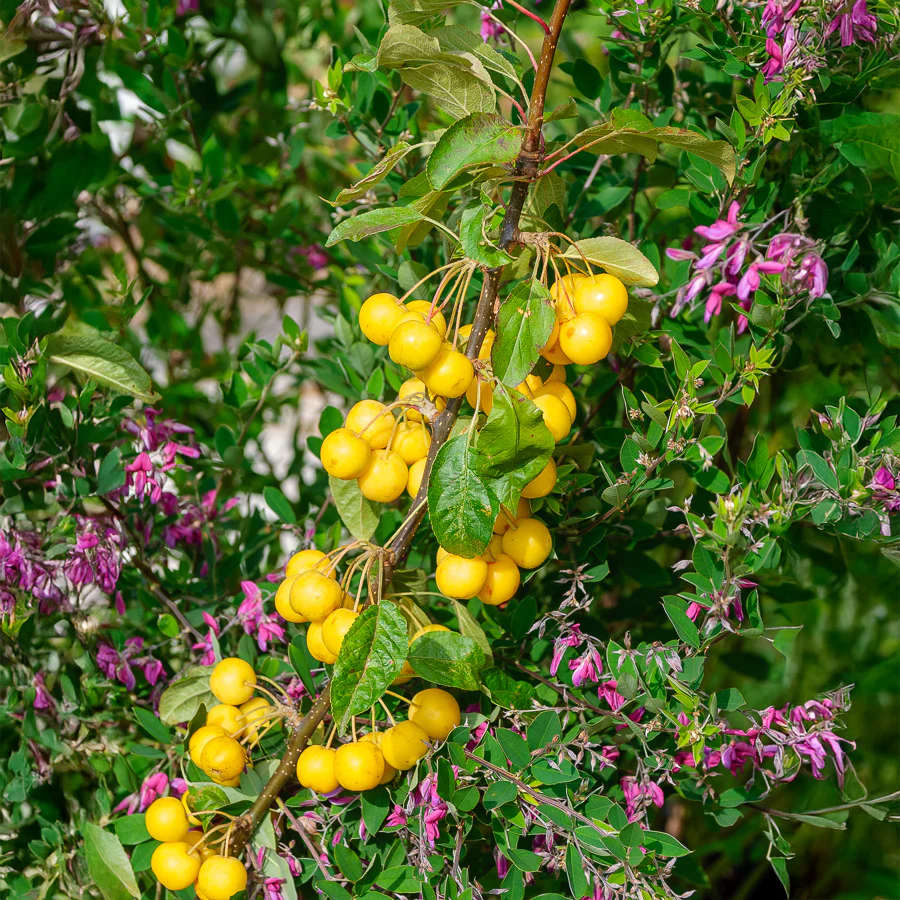 Sierappel 'Golden Hornet' - Image 3