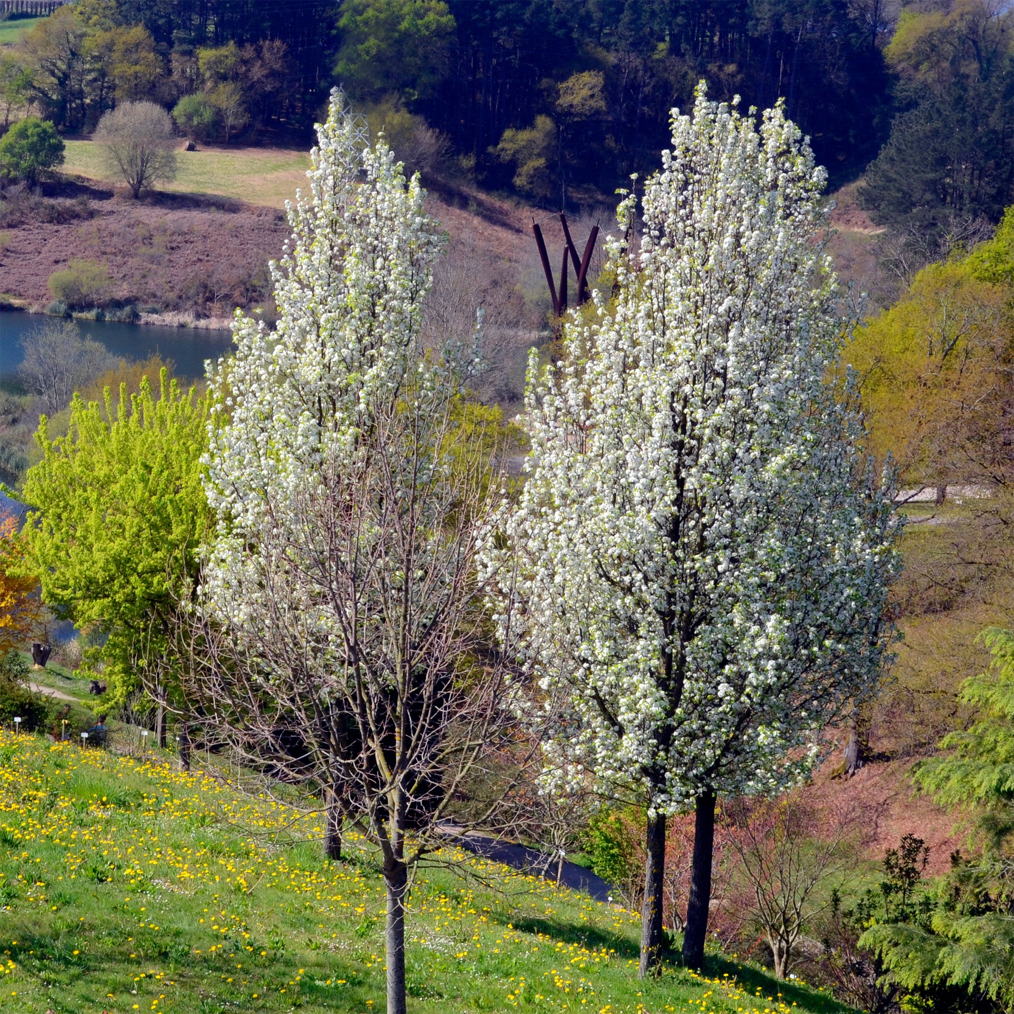 Sierpeer ' Chanticleer'