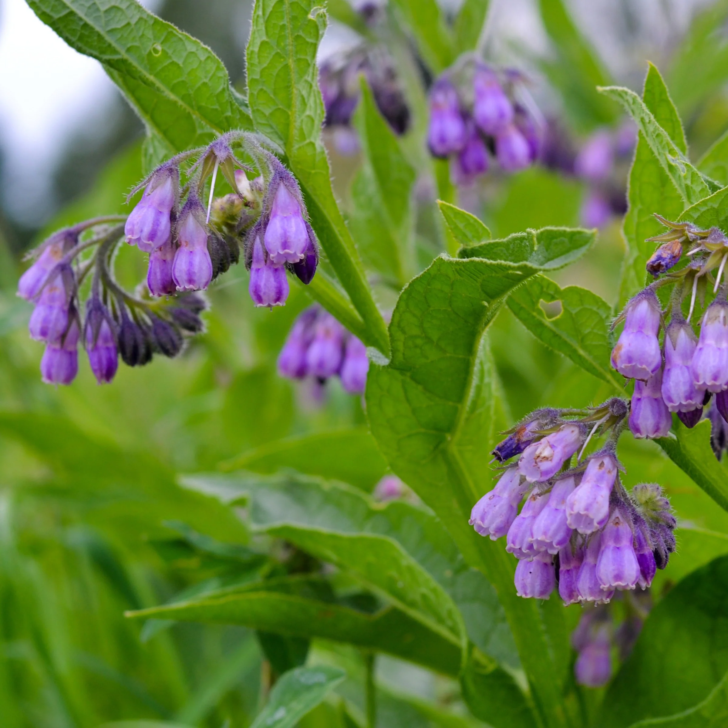 Smeerwortel 'Purpureum'