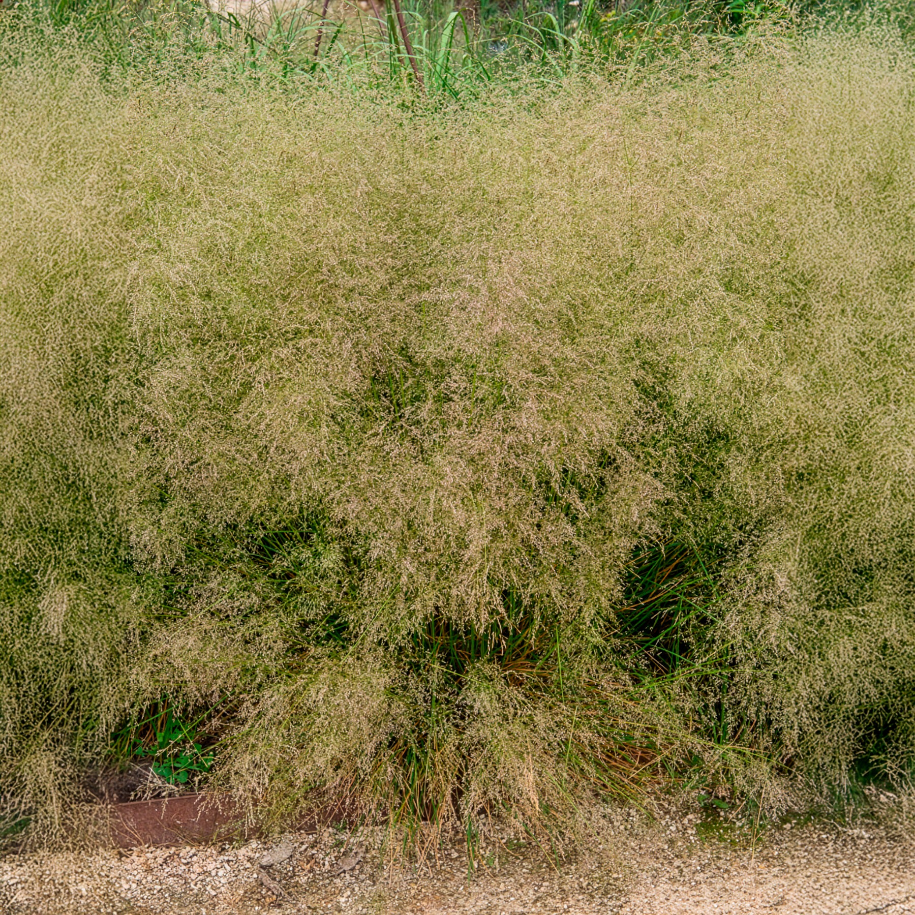 Smele Goldtau - Image 4