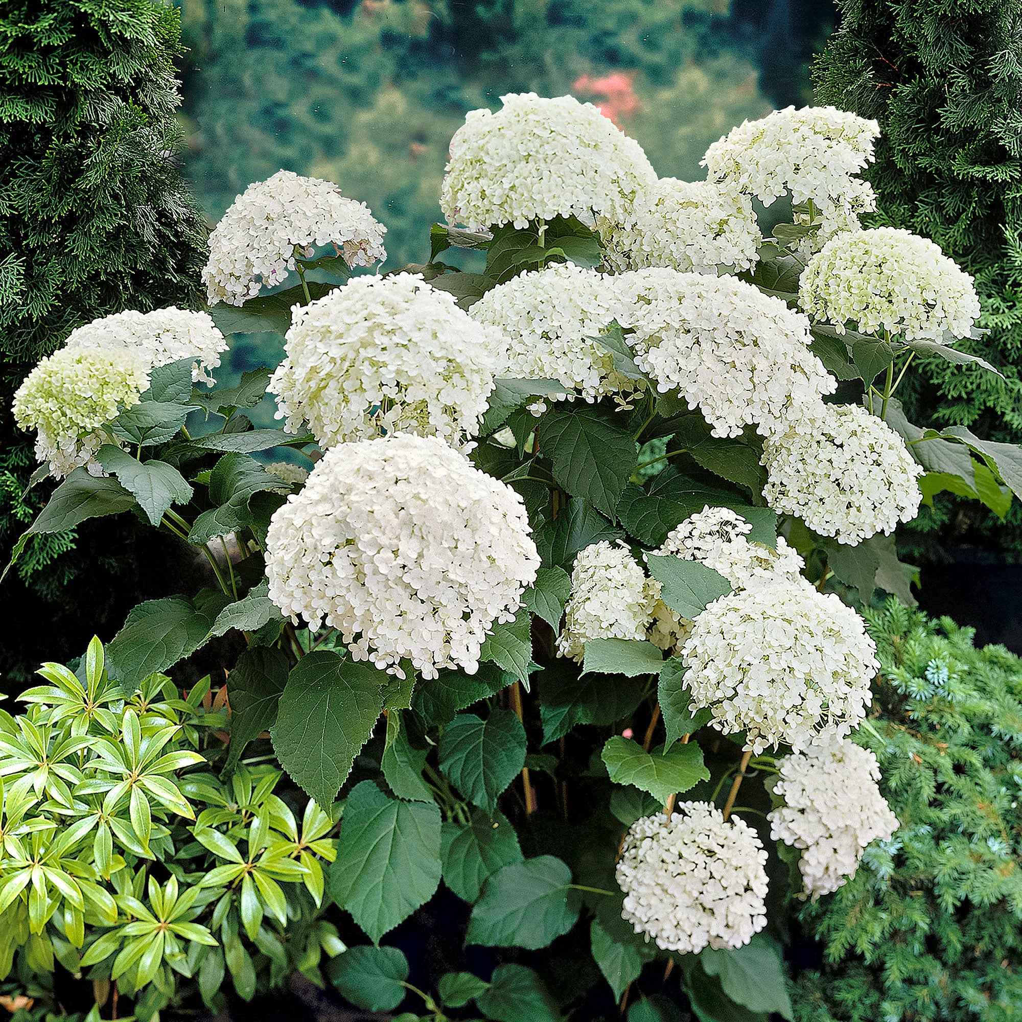 Sneeuwbalhortensia 'Annabelle' - Image 3