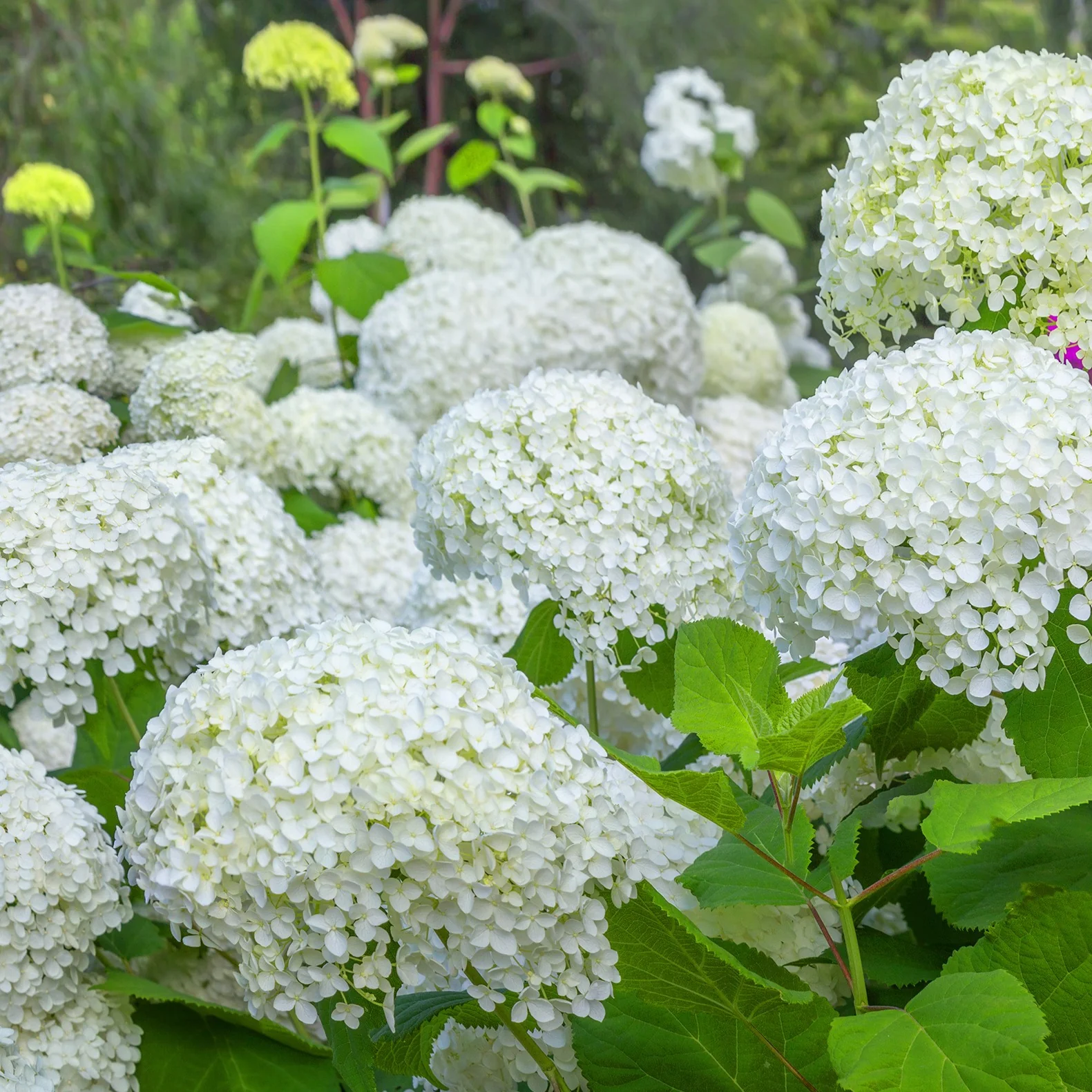 Sneeuwbalhortensia 'Annabelle' - Image 4