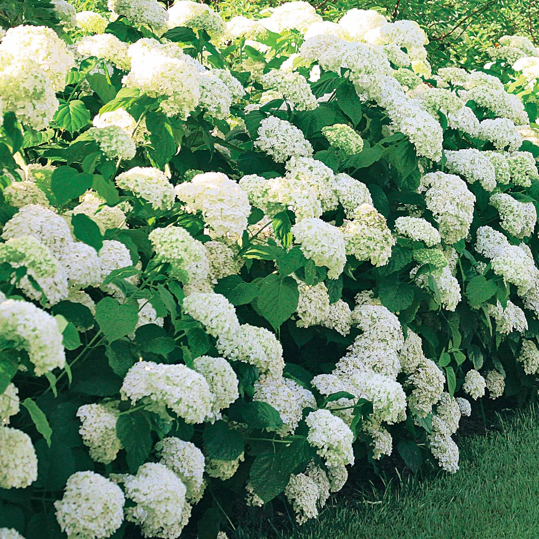Sneeuwbalhortensia 'Annabelle' - Image 6