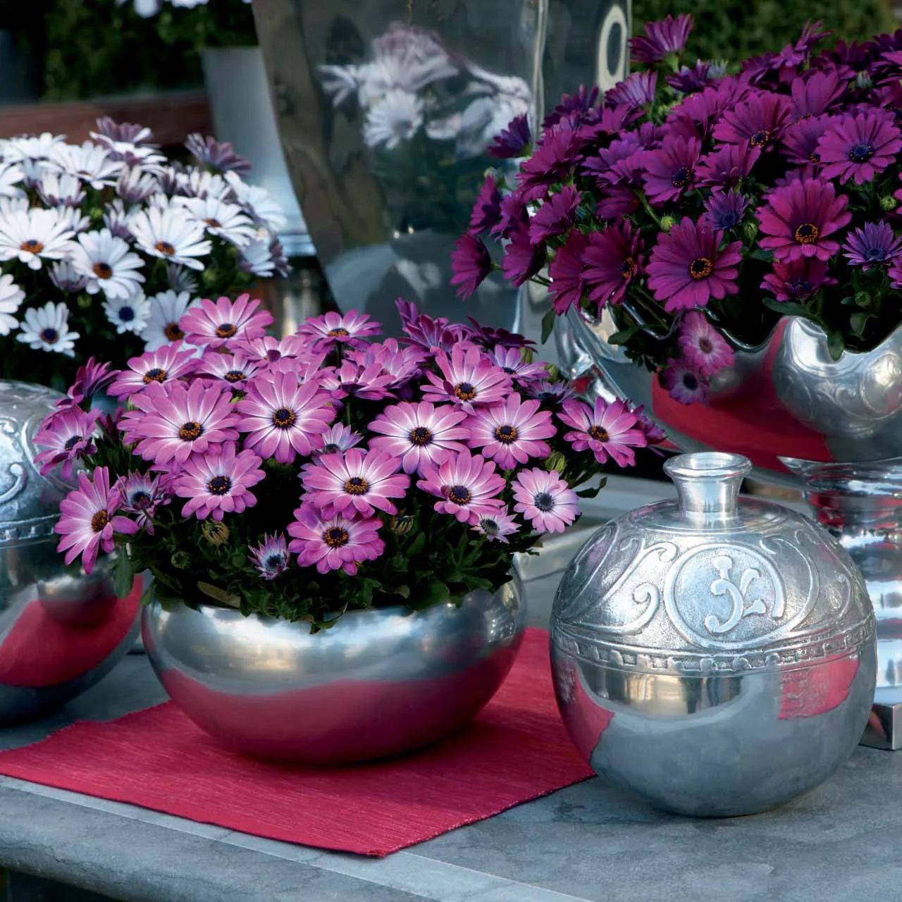 Spaanse margriet 'Pink Flave' (x3) - Image 3