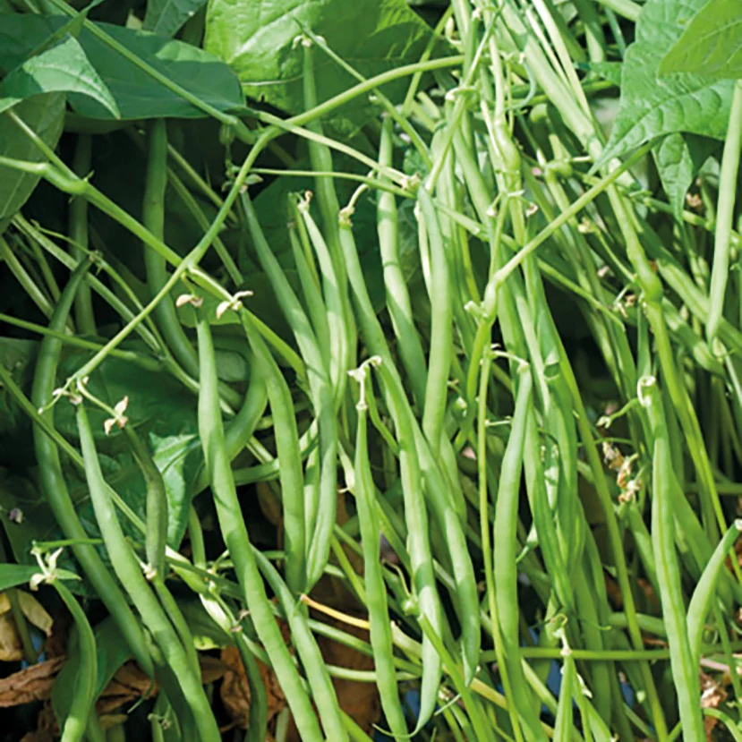 Sperzieboon 'Carroussel'